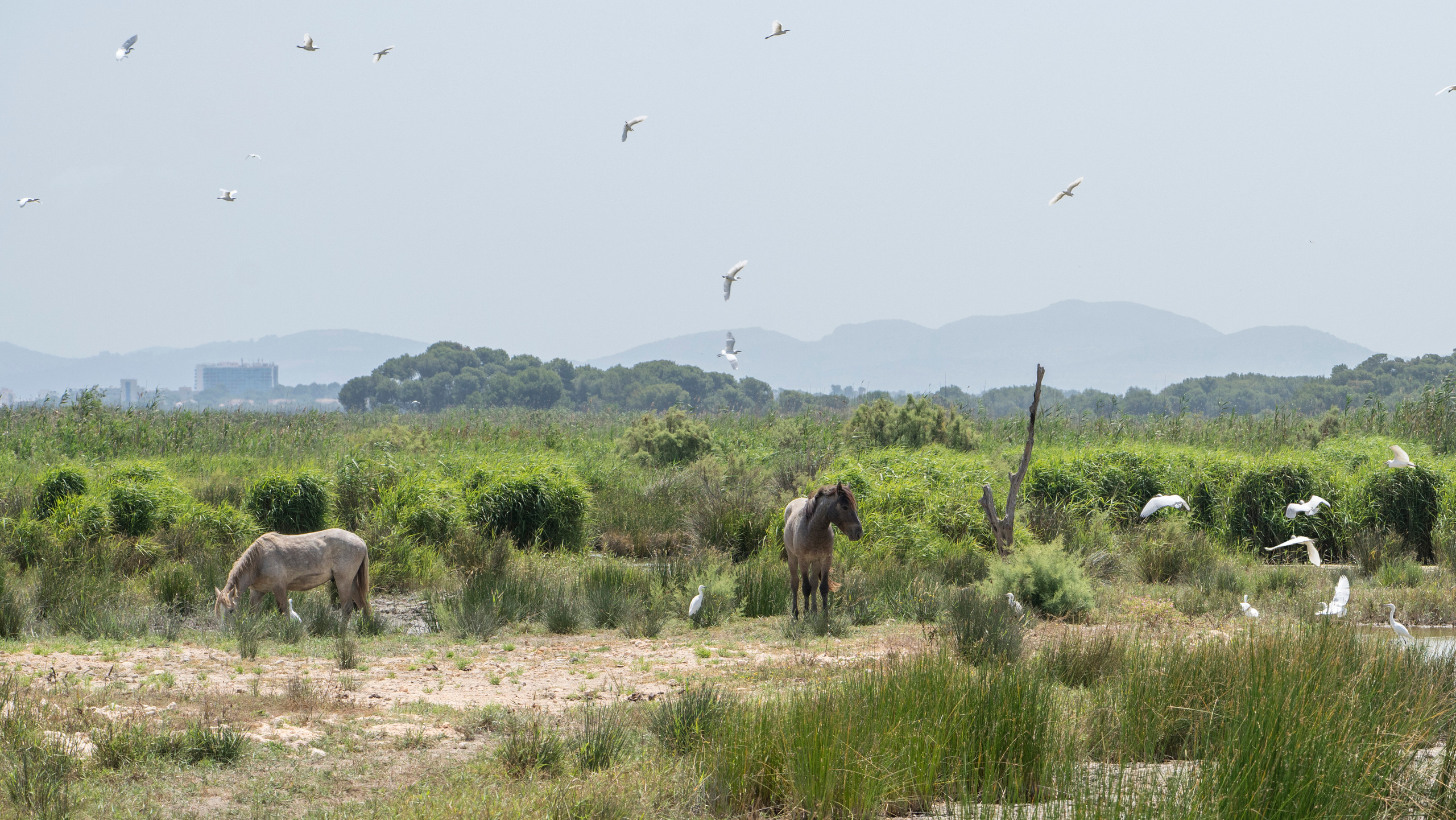 Майорка (июль 2018). Фотограф Сергей Танков