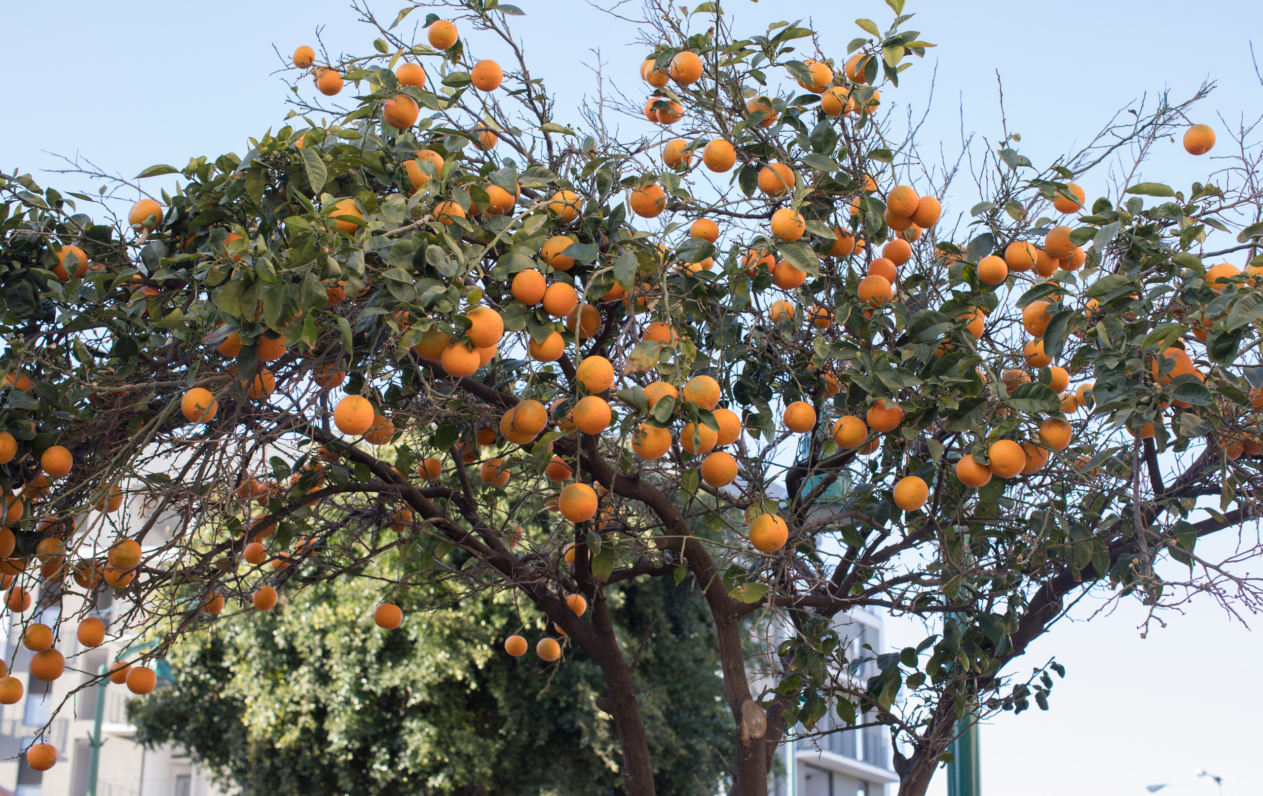 Израиль (январь 2017). Фотограф Сергей Танков