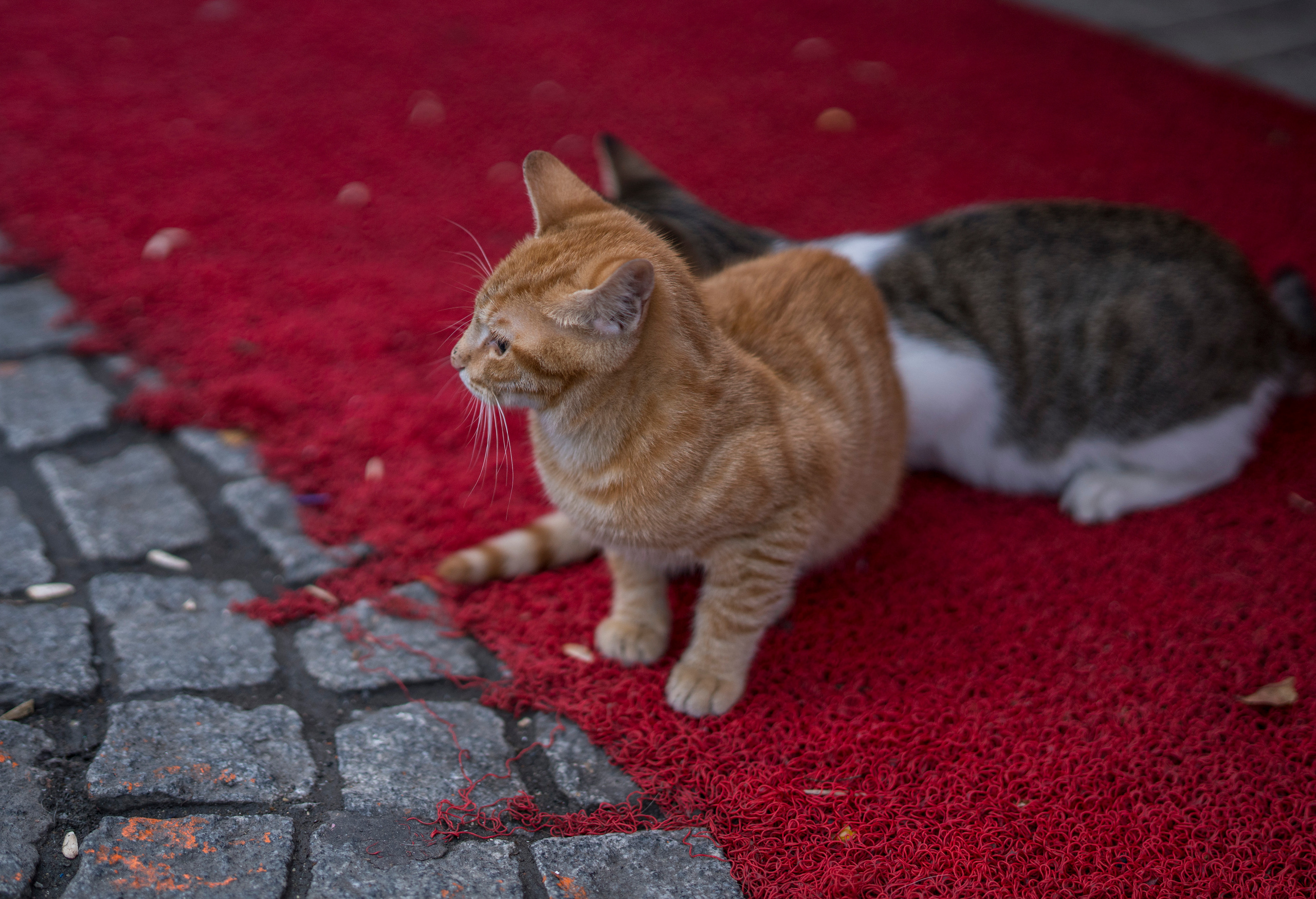 Стамбул (ноябрь 2018). Фотограф Сергей Танков