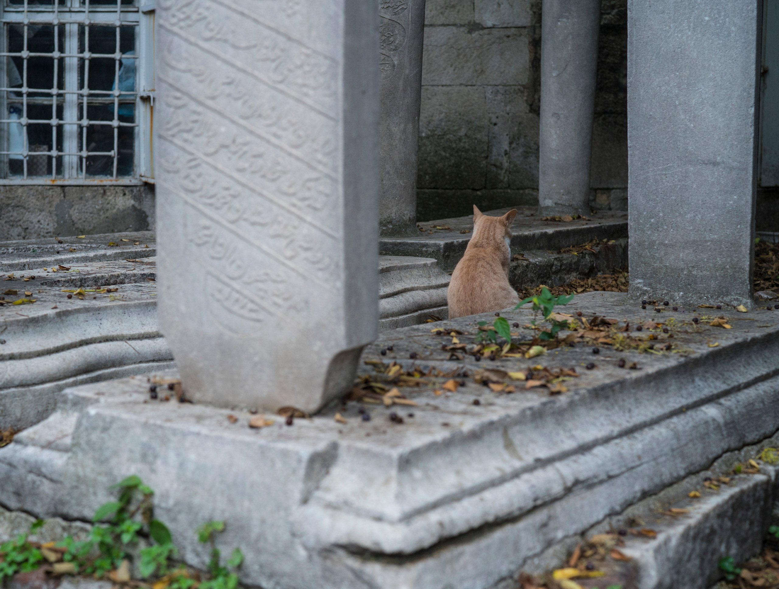 Стамбул (ноябрь 2018). Фотограф Сергей Танков