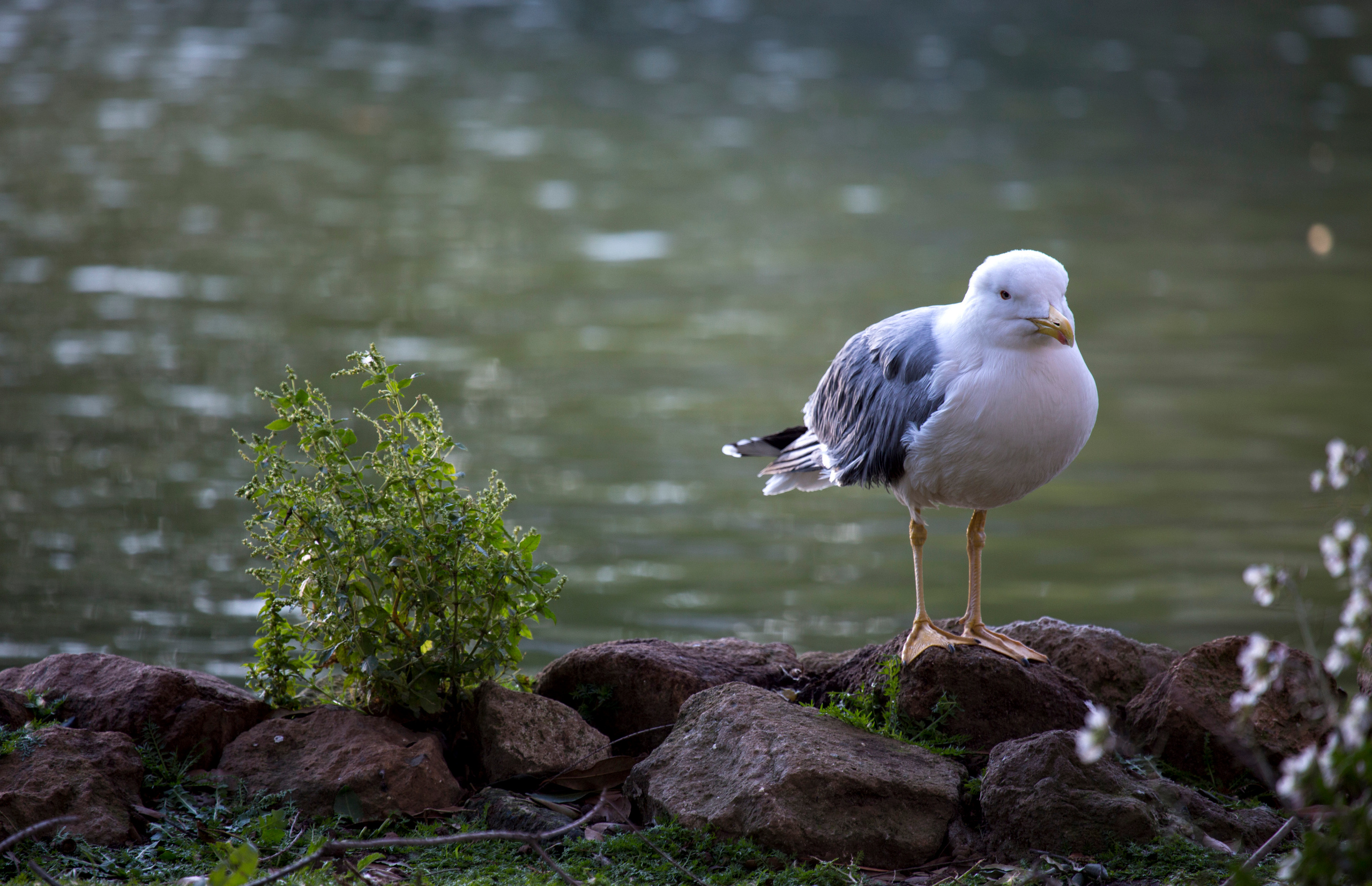 Рим (март 2015). Фотограф Сергей Танков