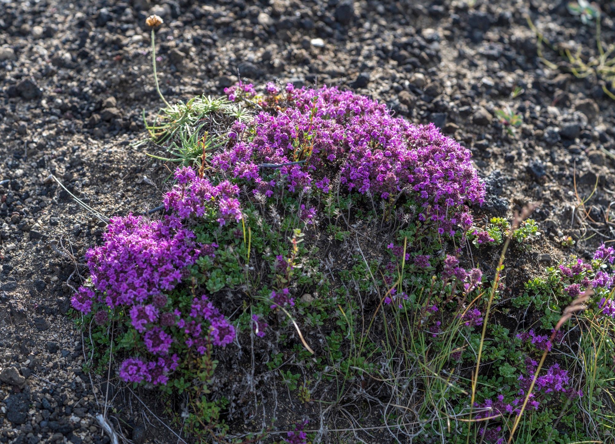 Исландия (август 2018). Фотограф Сергей Танков