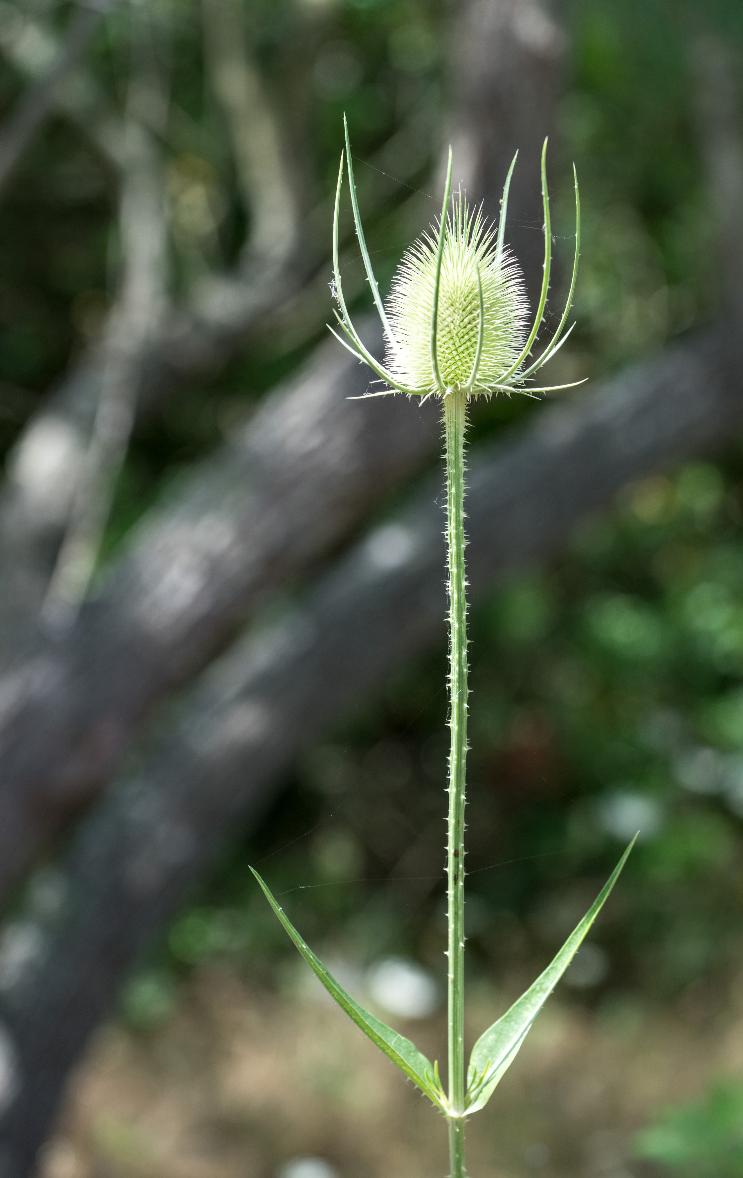 Майорка (июль 2018). Фотограф Сергей Танков