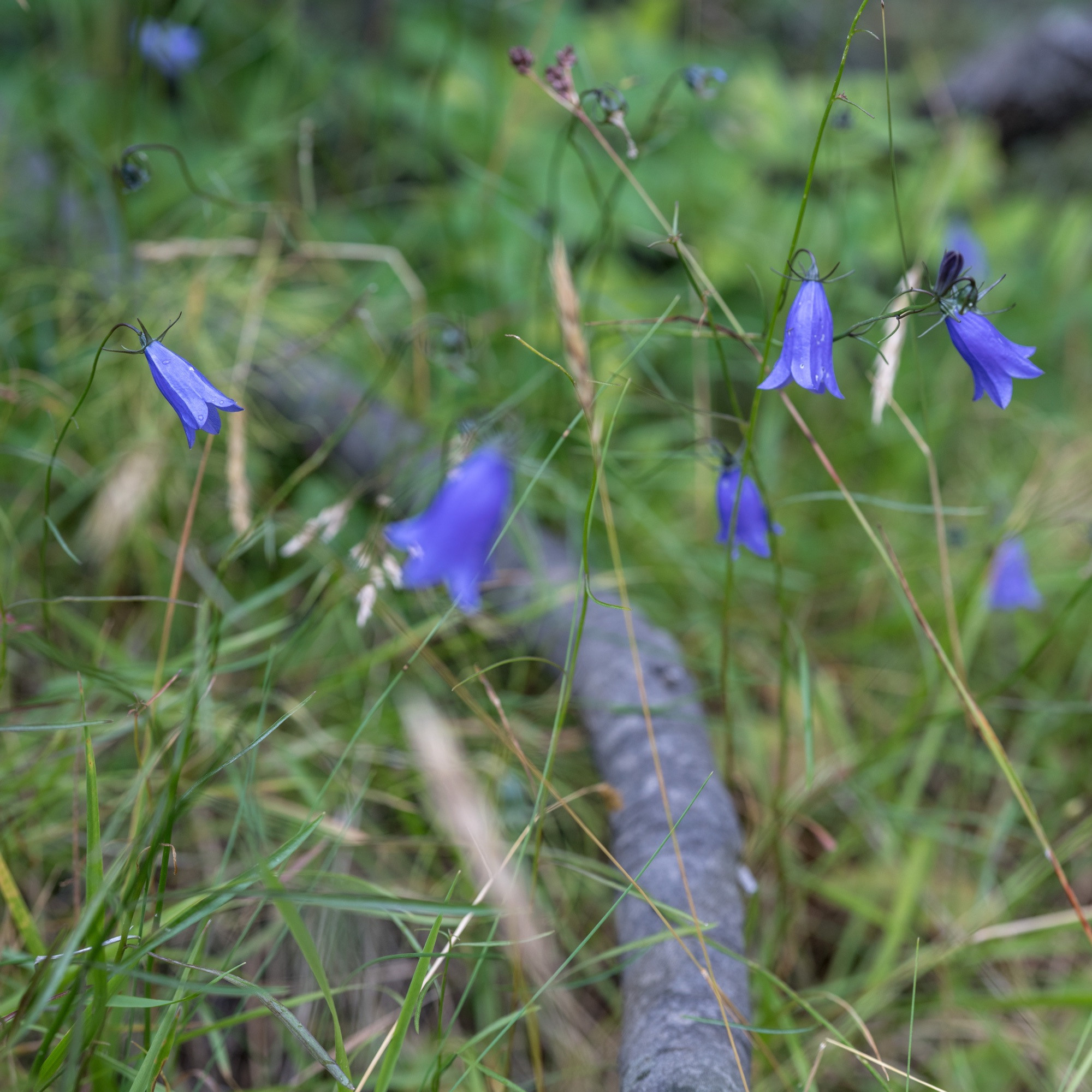 Исландия (август 2018). Фотограф Сергей Танков