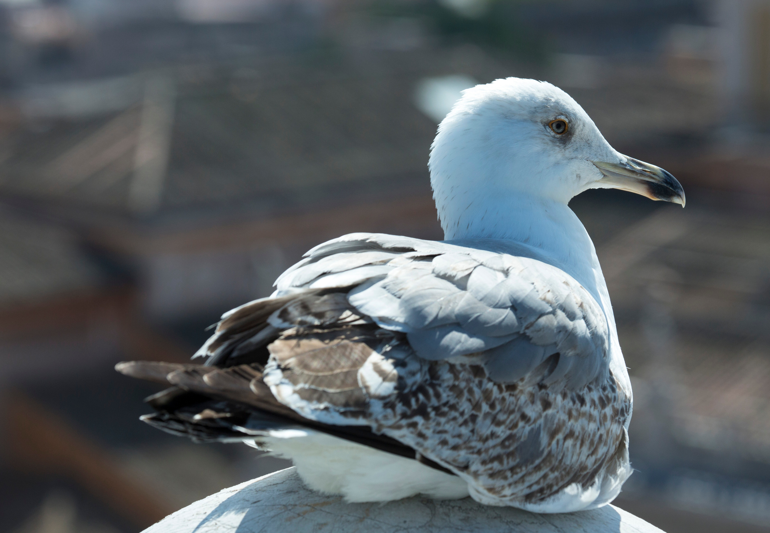Рим (март 2015). Фотограф Сергей Танков