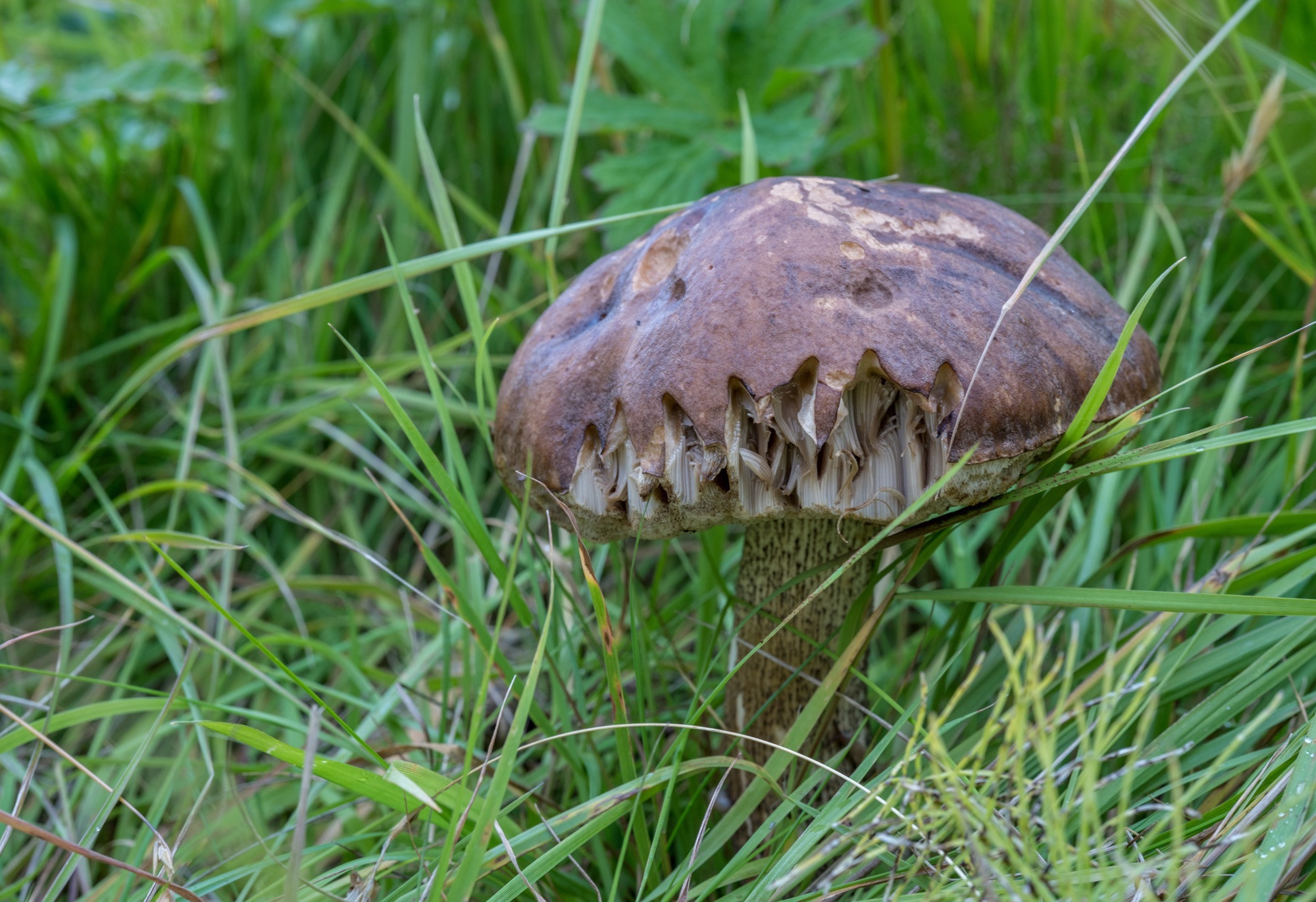 Исландия (август 2018). Фотограф Сергей Танков