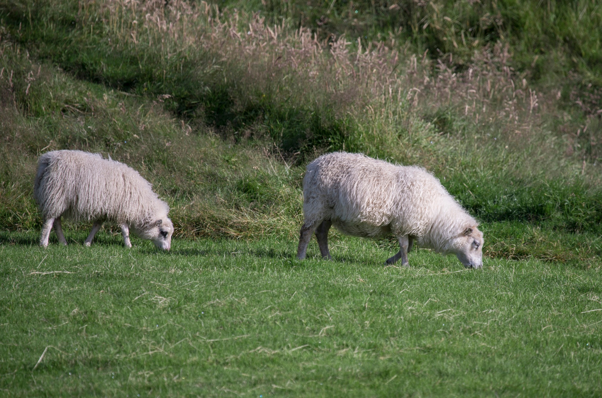 Исландия (август 2018). Фотограф Сергей Танков