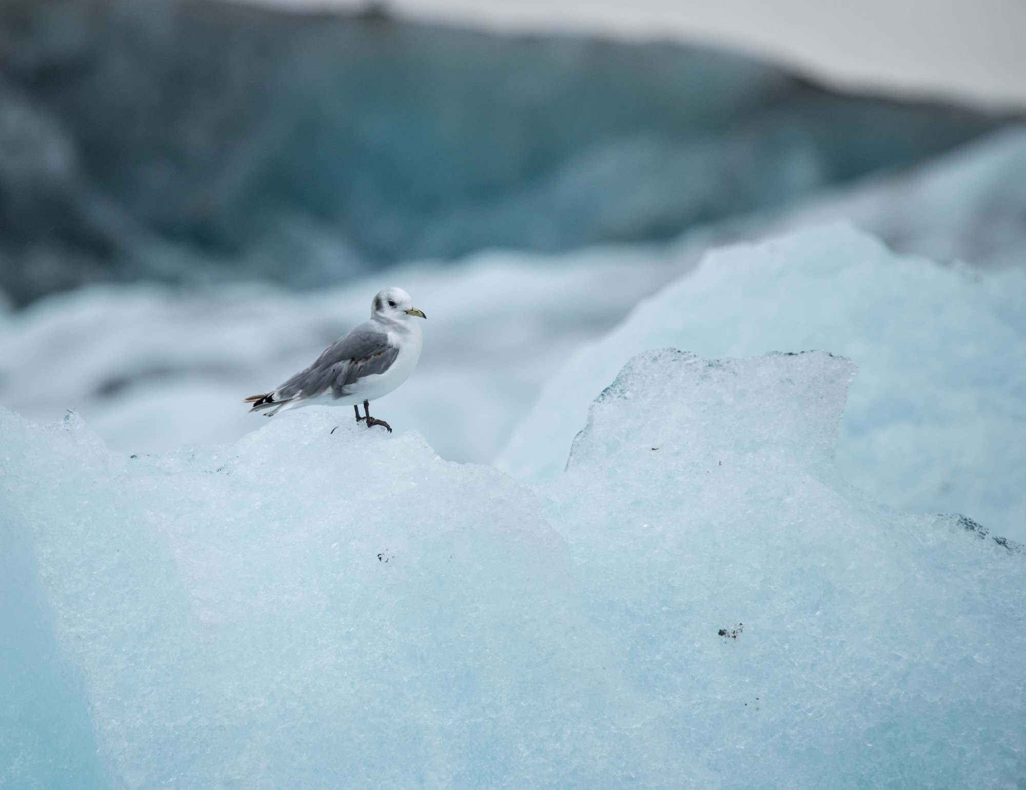 Исландия (август 2018). Фотограф Сергей Танков