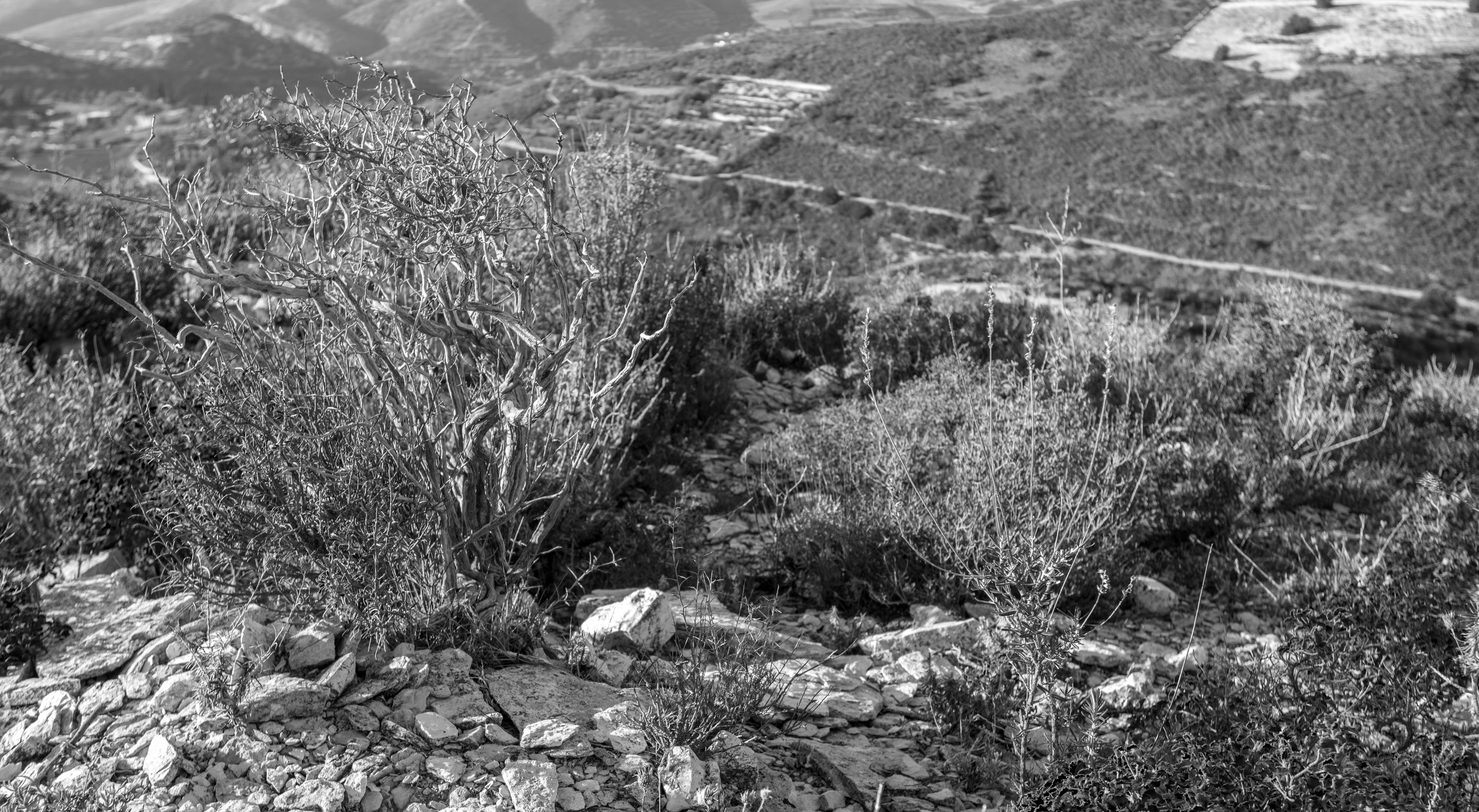 Кипр (январь 2018). Фотограф Сергей Танков