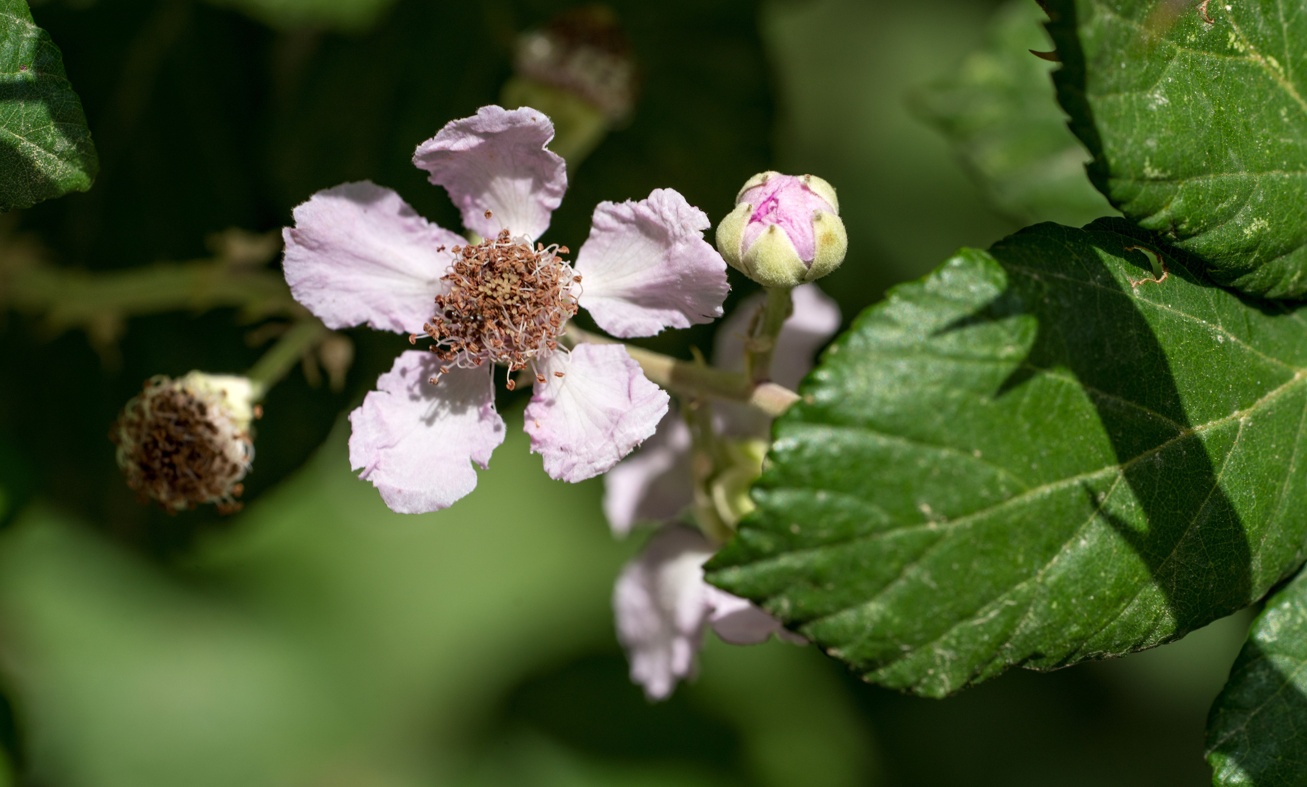Майорка (июль 2018). Фотограф Сергей Танков