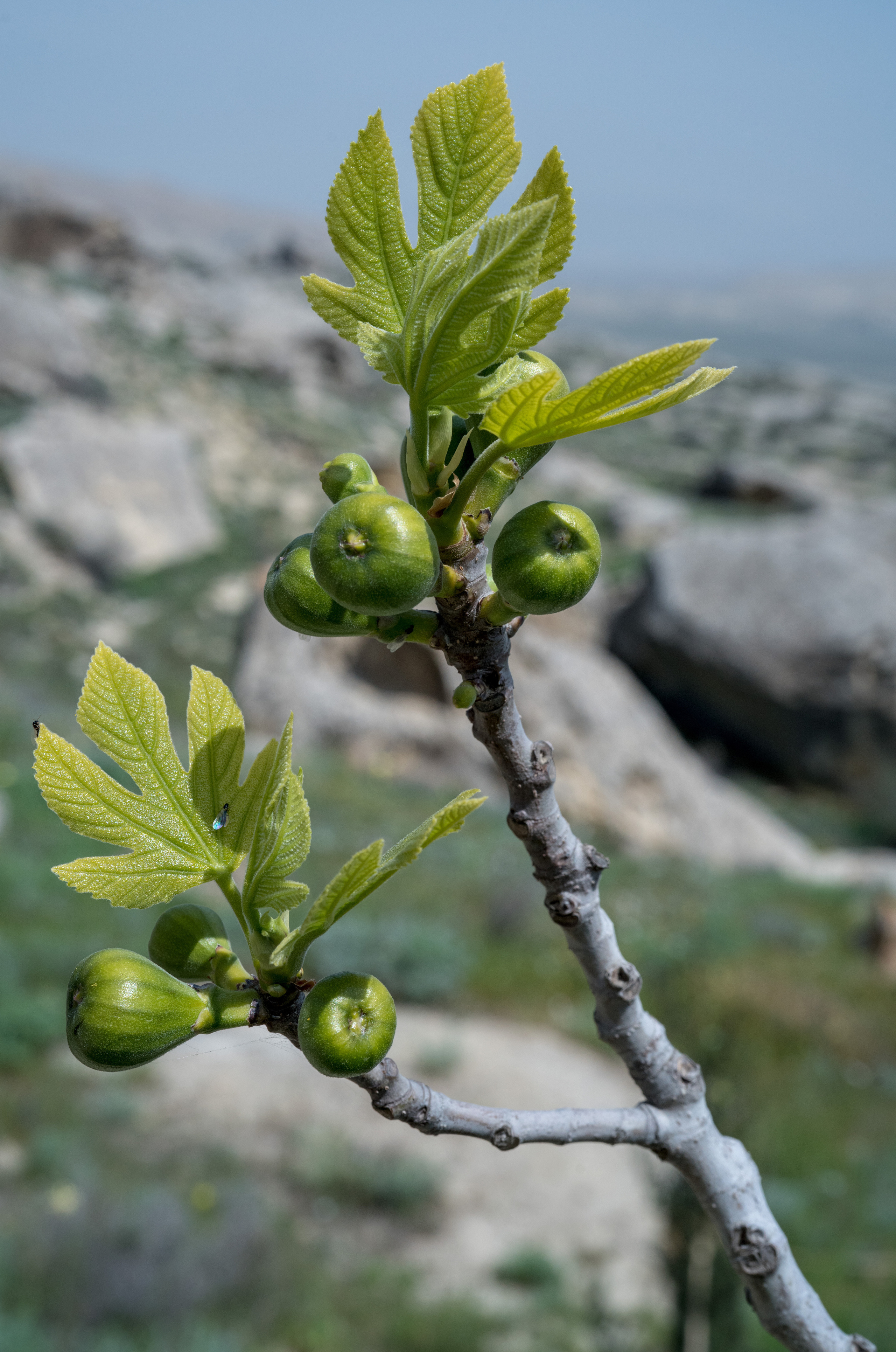 Азербайджан (апрель 2018). Фотограф Сергей Танков