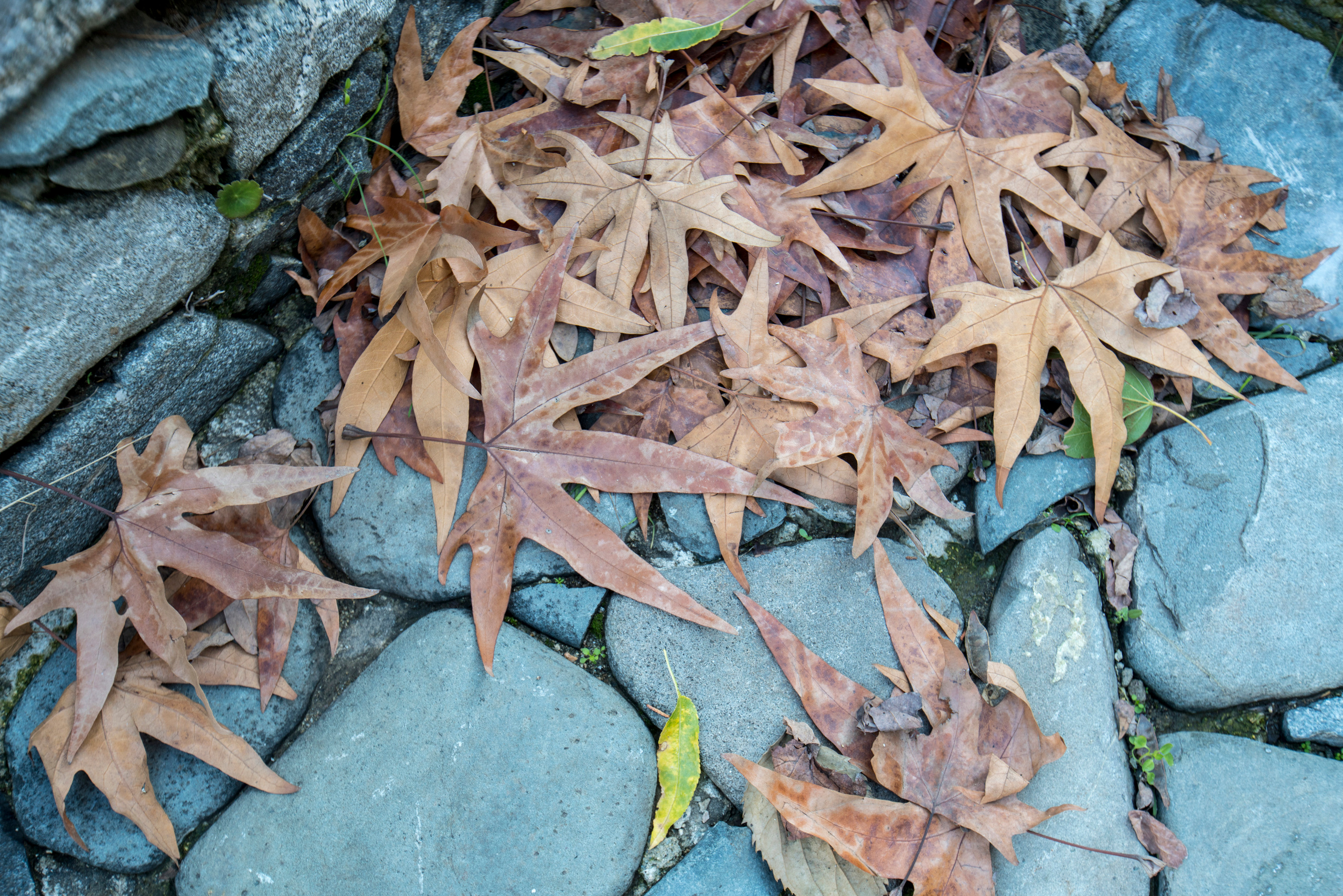 Кипр (январь 2018). Фотограф Сергей Танков