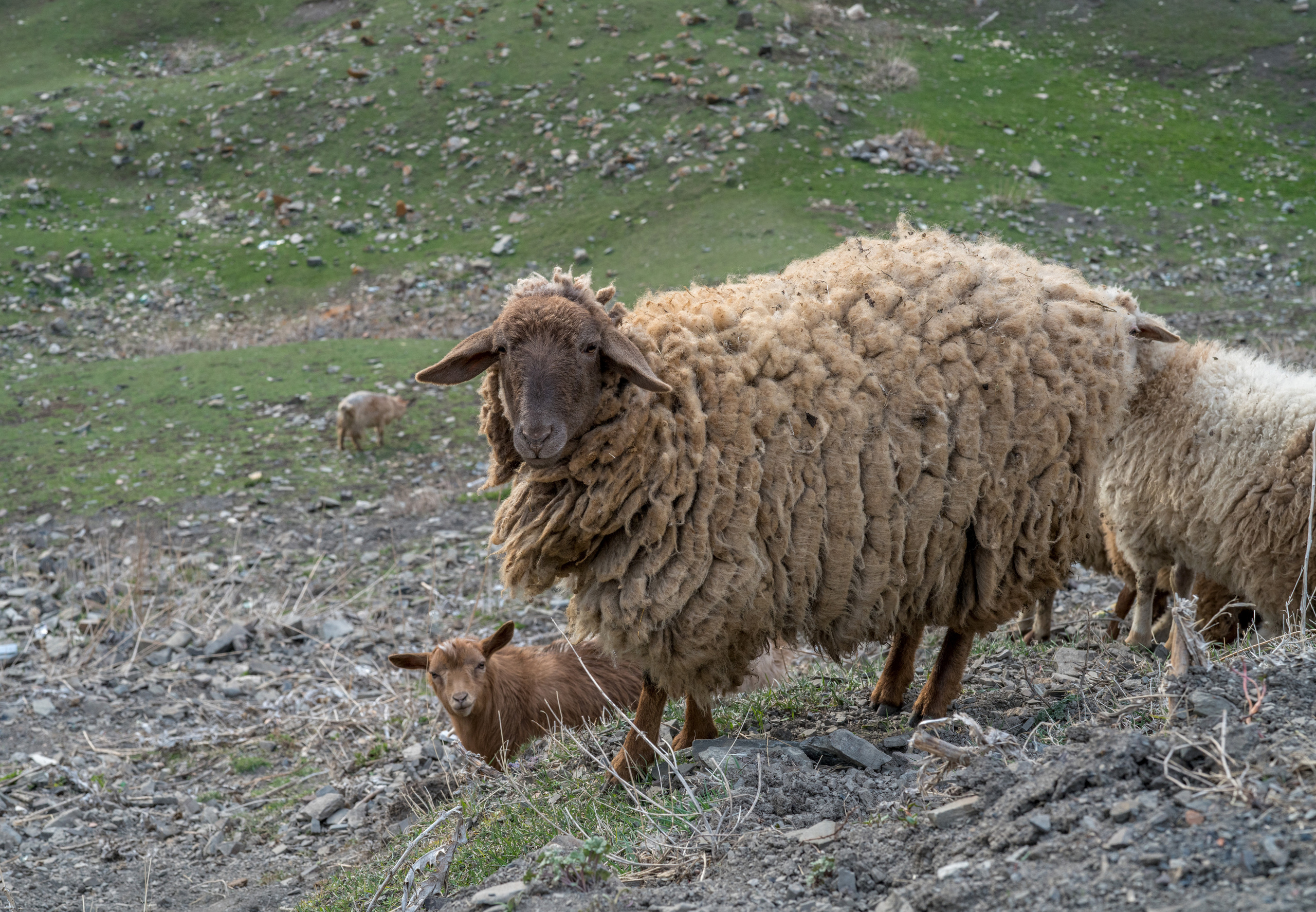 Азербайджан (апрель 2018). Фотограф Сергей Танков