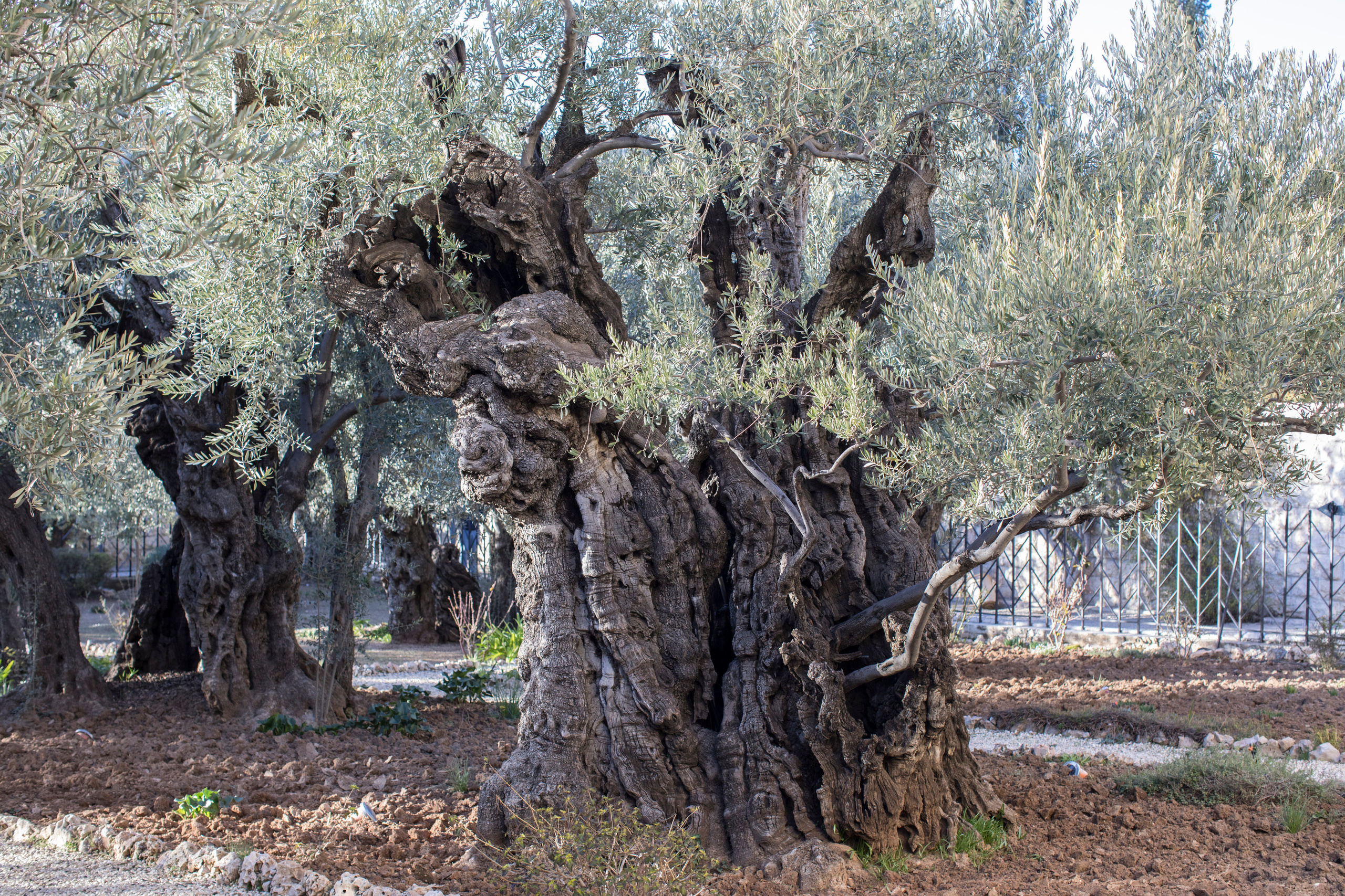 Израиль (январь 2017). Фотограф Сергей Танков