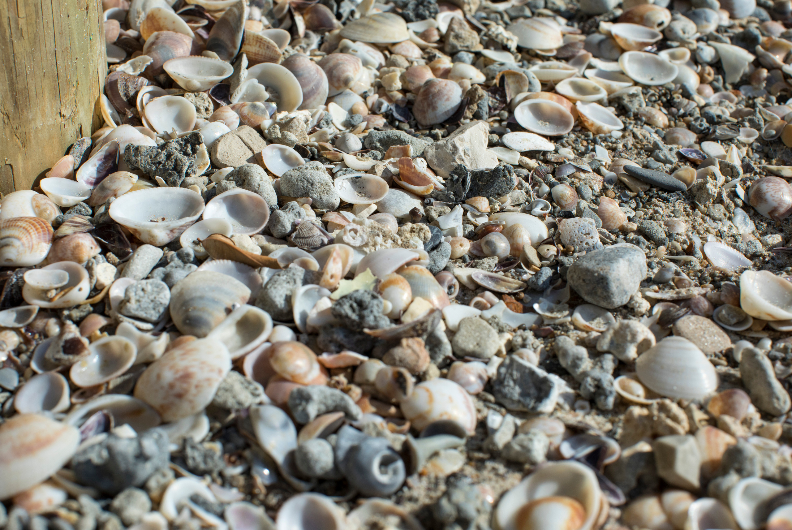 Израиль (январь 2017). Фотограф Сергей Танков