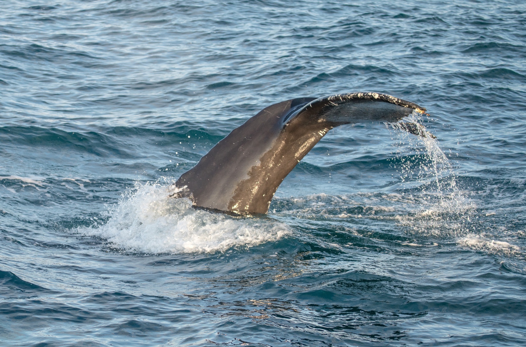 Исландия (август 2018). Фотограф Сергей Танков