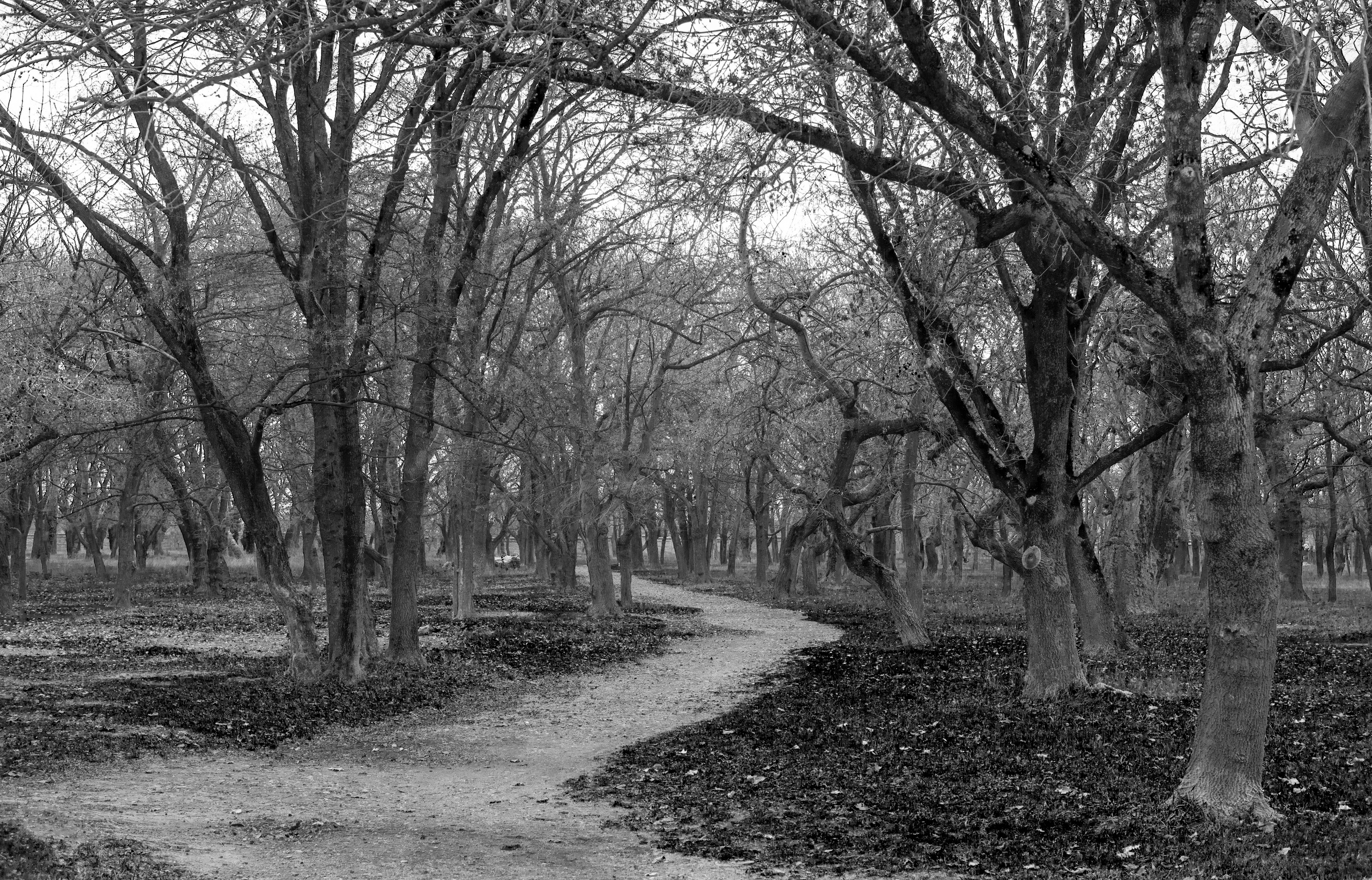 Грузия (декабрь 2017). Фотограф Сергей Танков