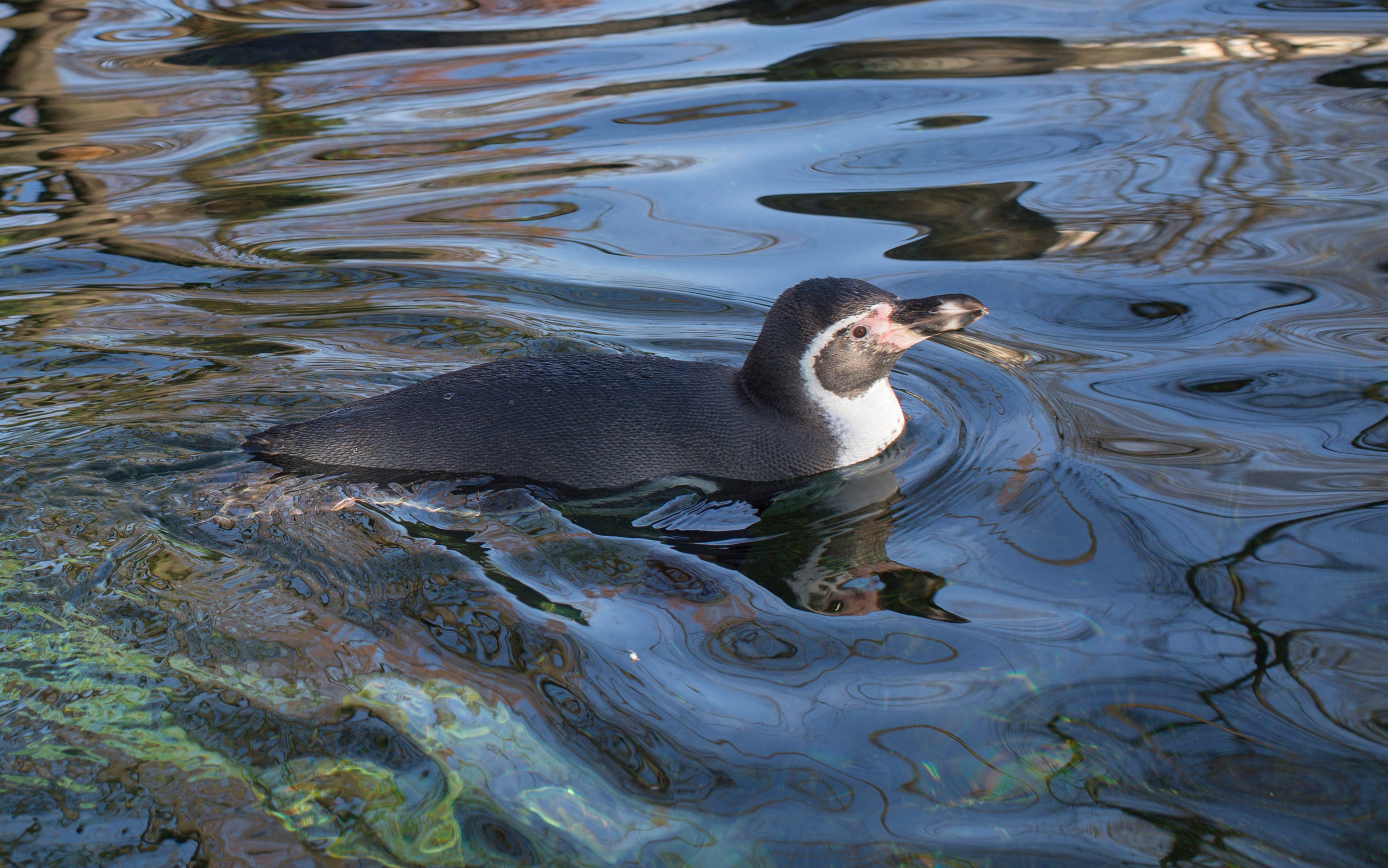 Прага (декабрь 2013). Фотограф Сергей Танков