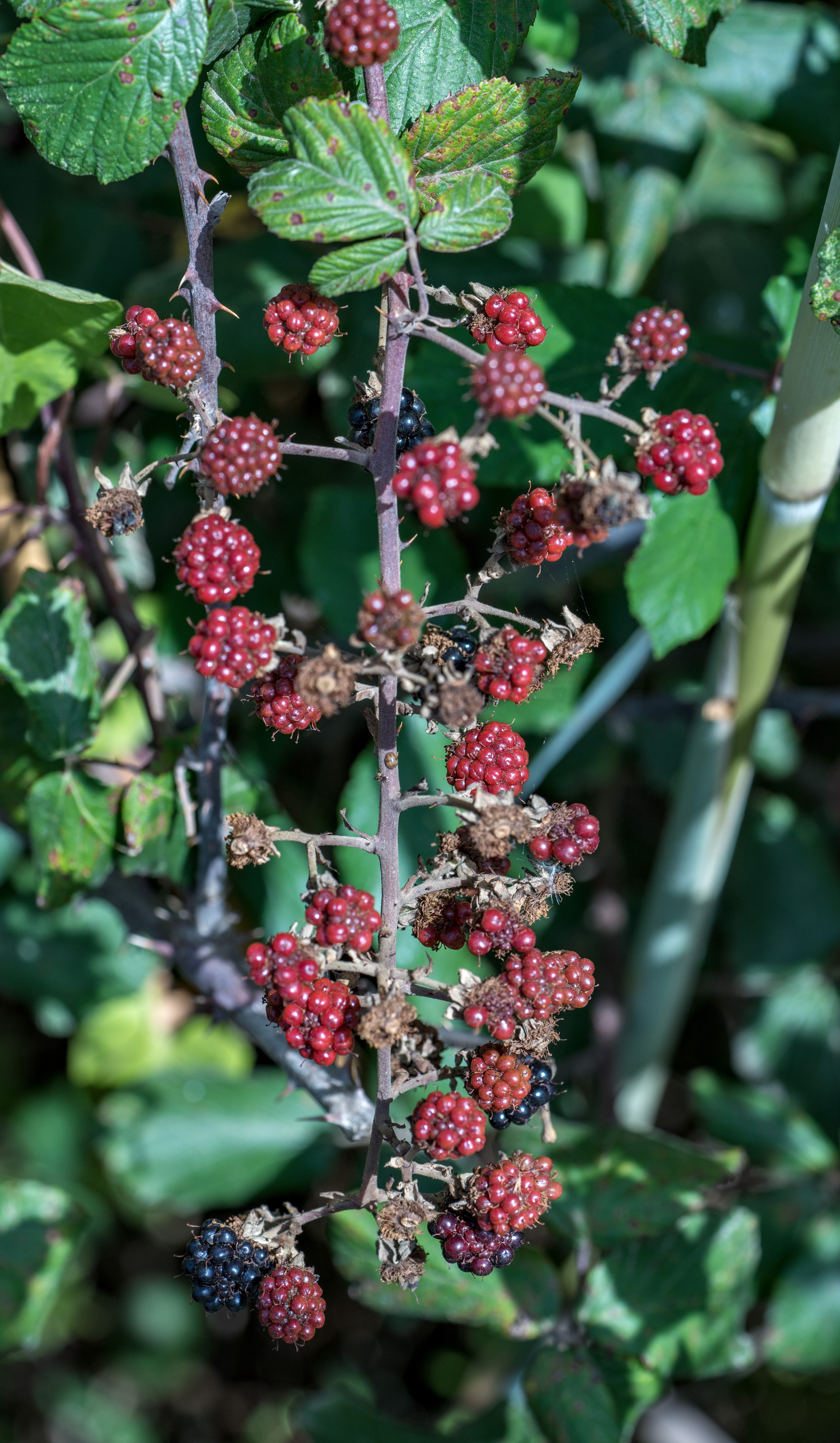 Майорка (июль 2018). Фотограф Сергей Танков