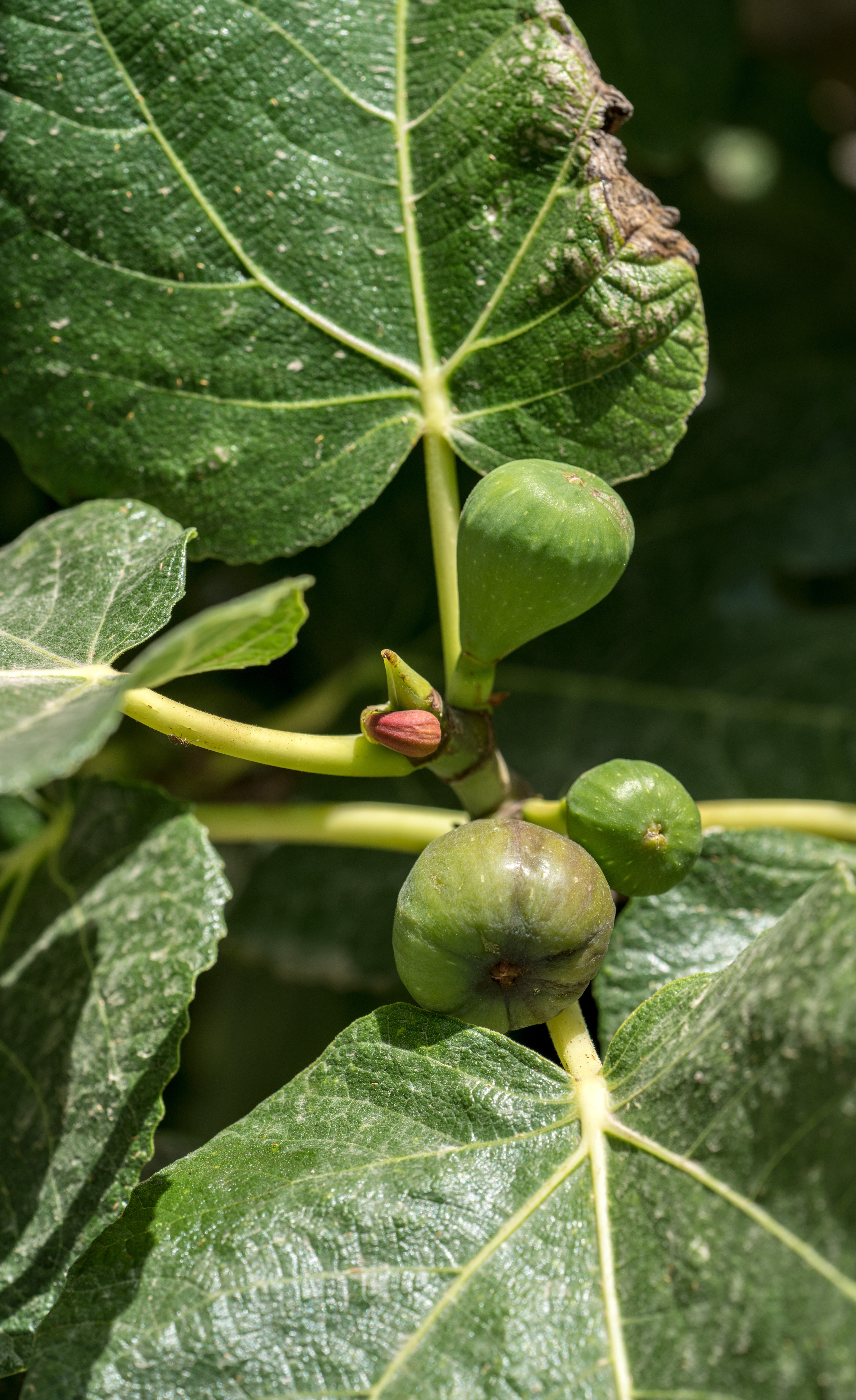 Майорка (июль 2018). Фотограф Сергей Танков