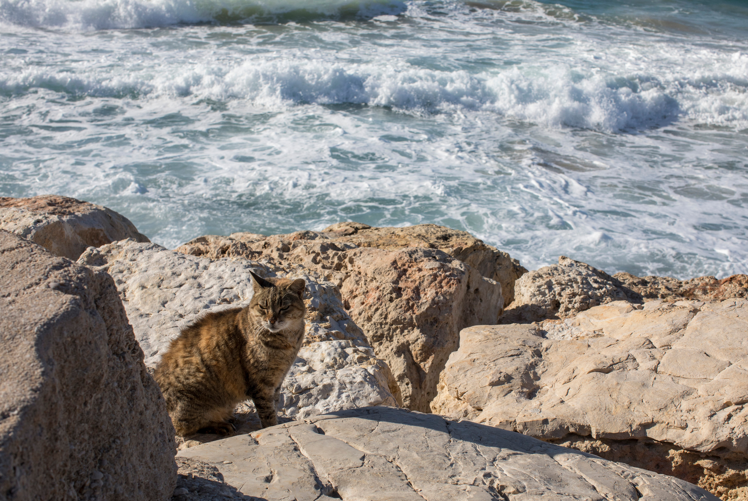 Израиль (январь 2017). Фотограф Сергей Танков