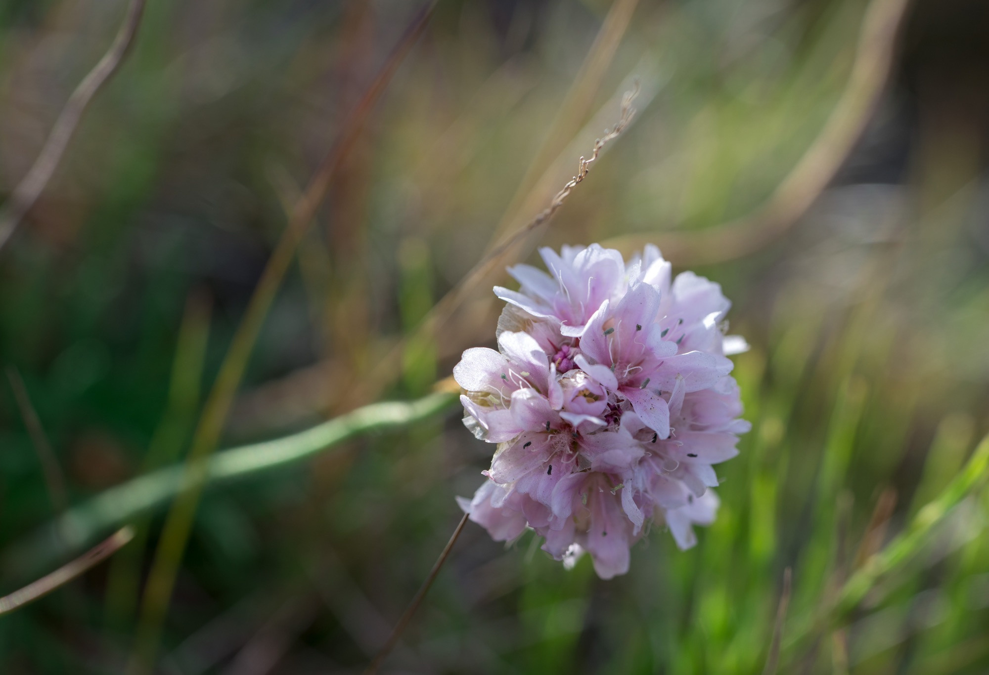 Исландия (август 2018). Фотограф Сергей Танков