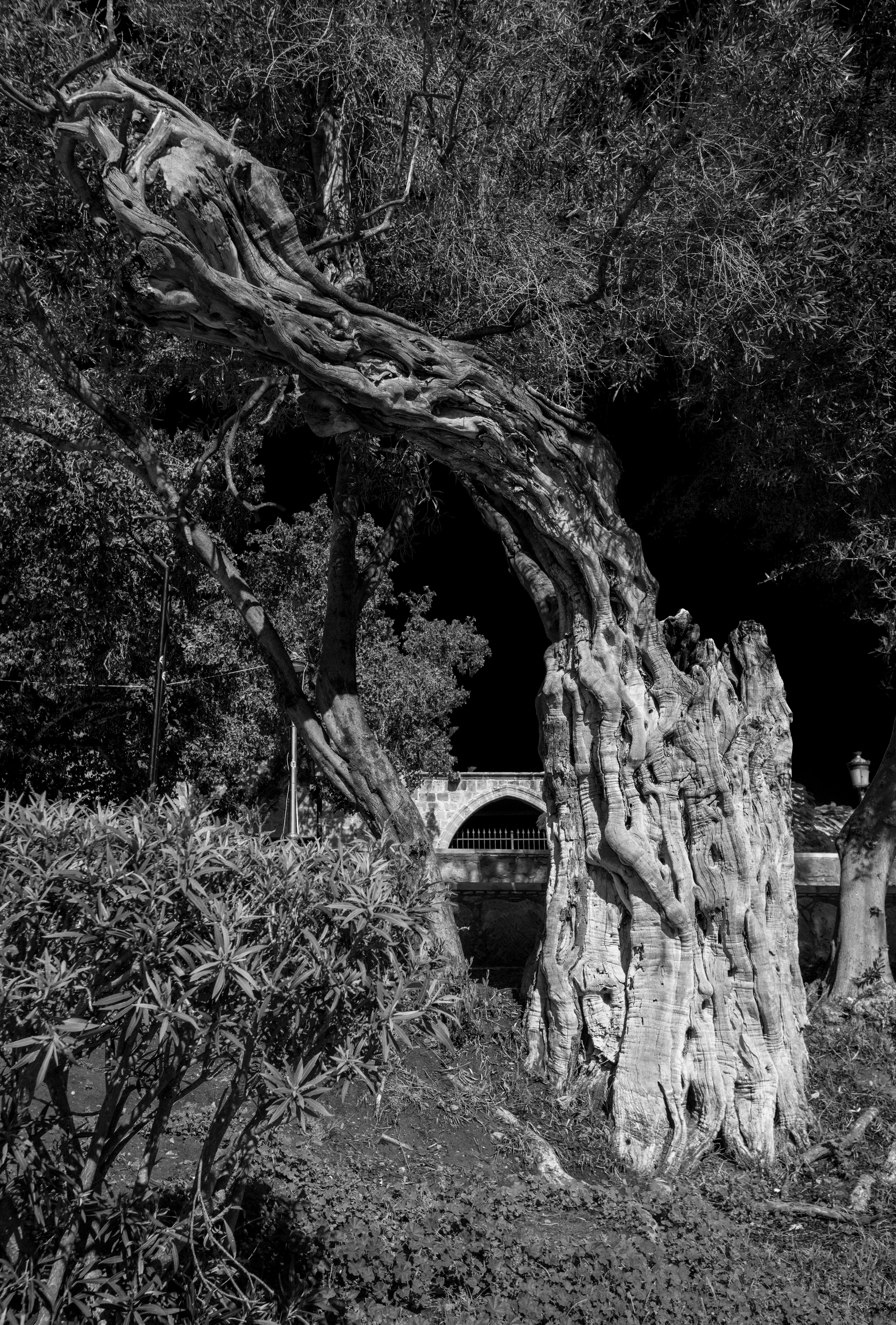 Кипр (январь 2018). Фотограф Сергей Танков