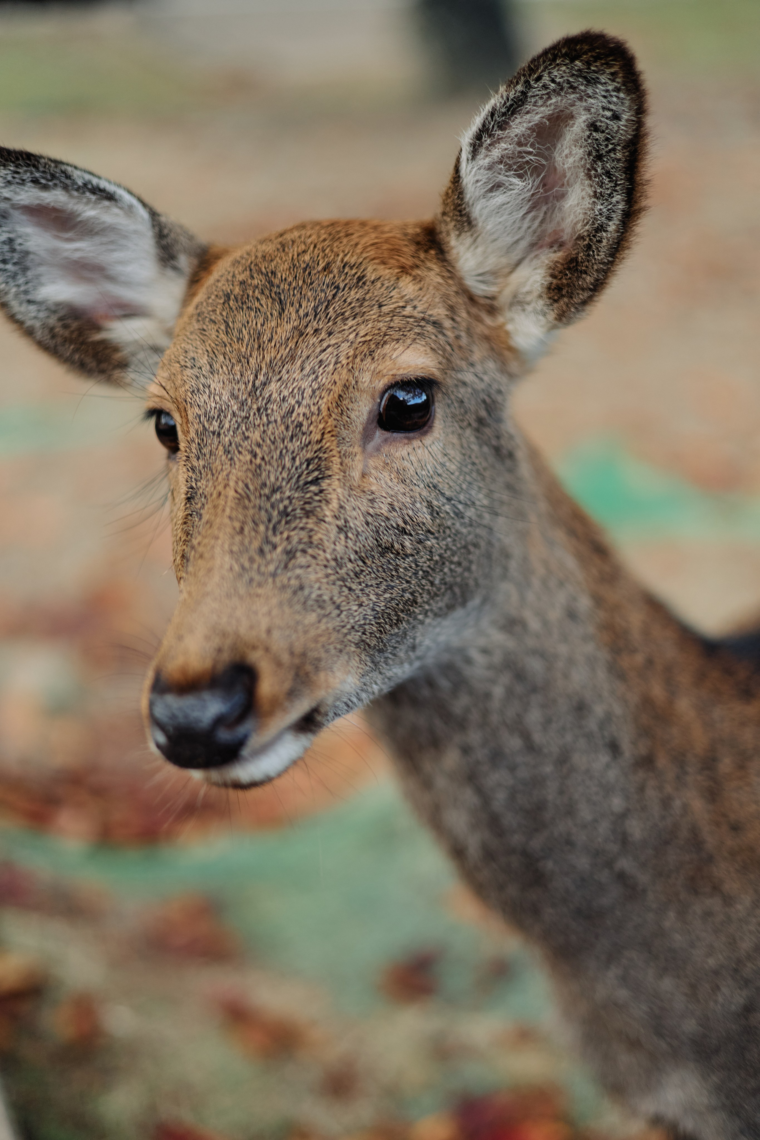 Япония. Профессиональный Фотограф во Владимире, в Москве и в Суздале — Полина Романычева