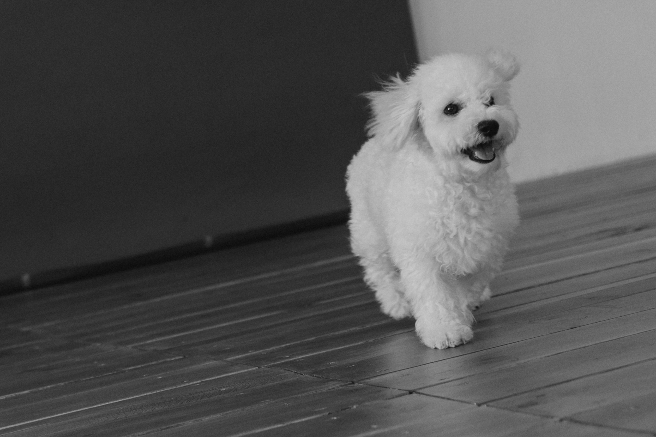 Луна и ее семья. Фотограф — Анималист | Санкт-Петербург