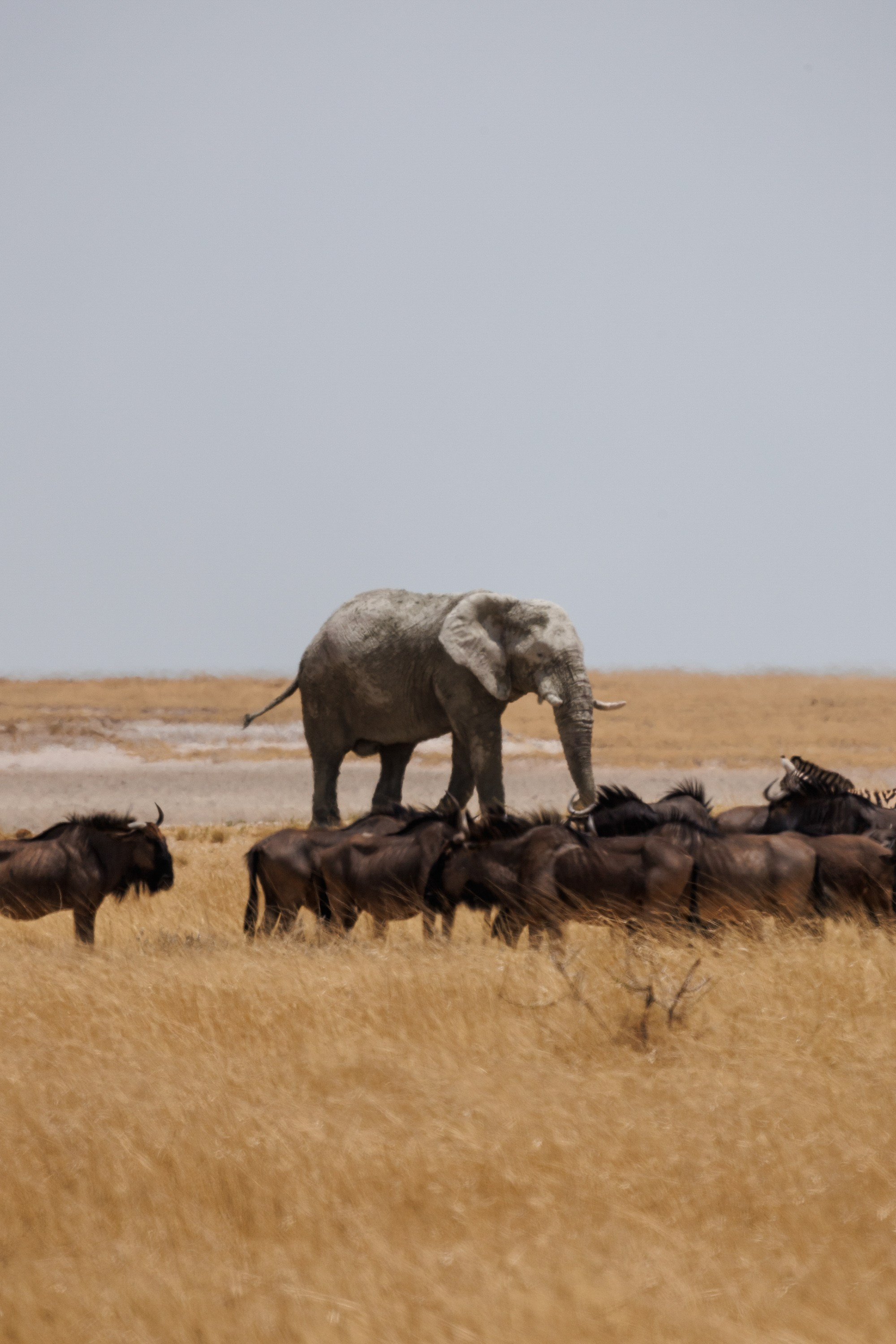 НАМИБИЯ. Роадтрип