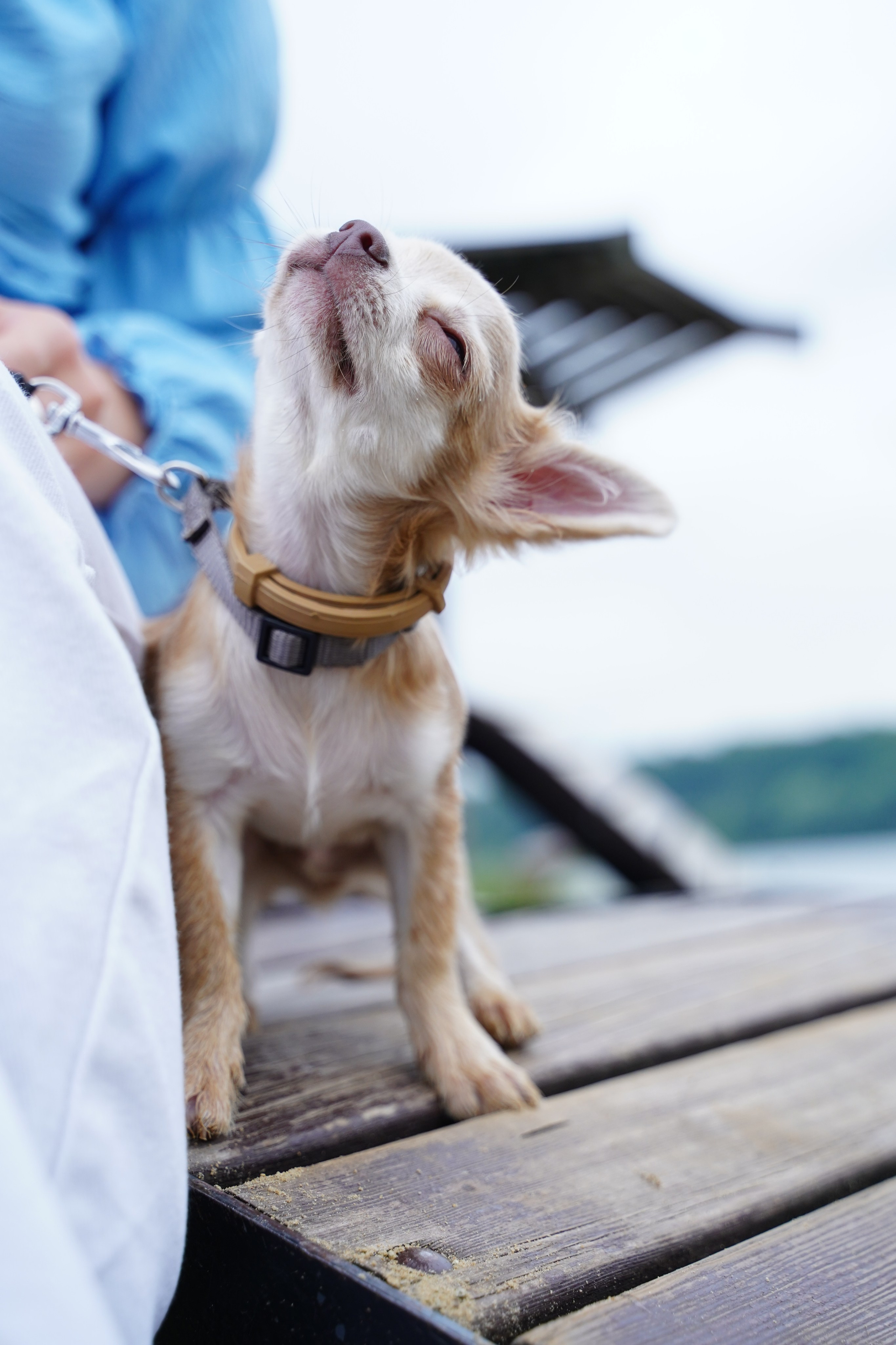 Фотосъемка животных. Фотограф Елена Храмова