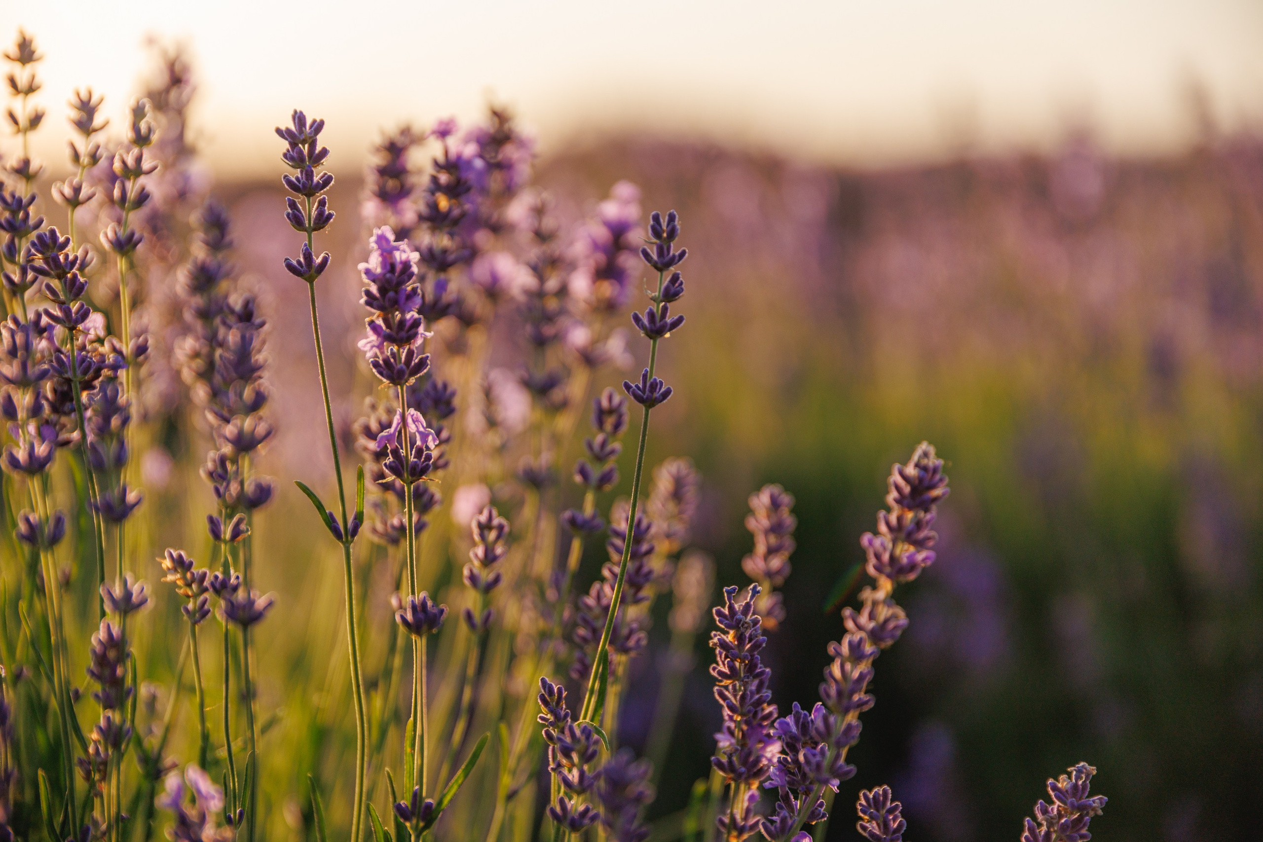Путешествия. Фотограф в Москве Повеквечных Софья