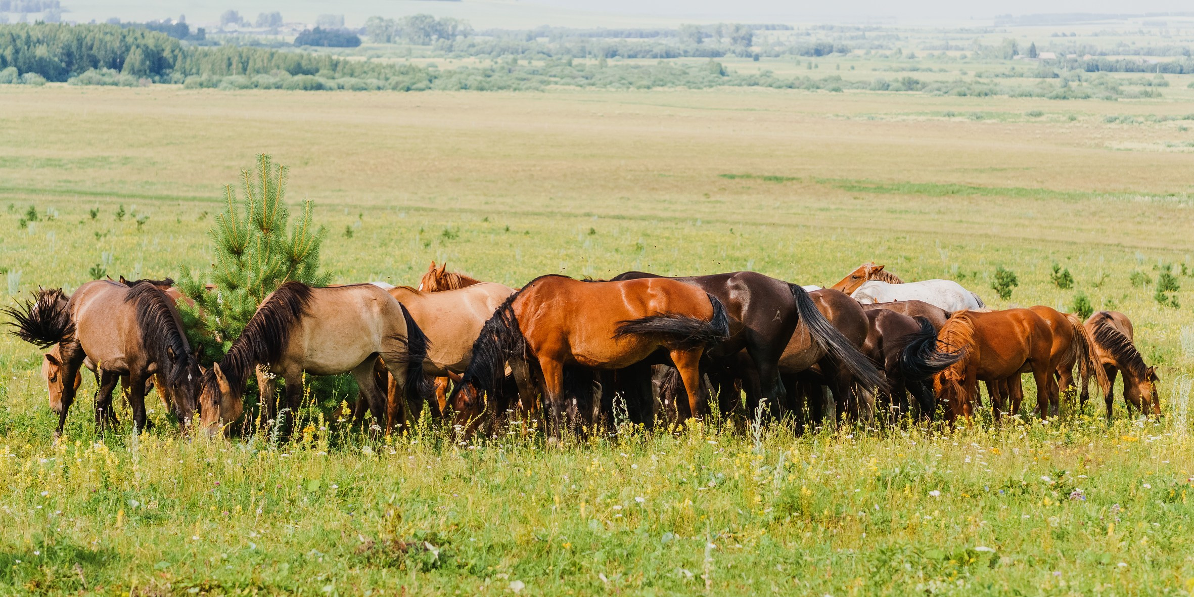 Life with horse. Saamill