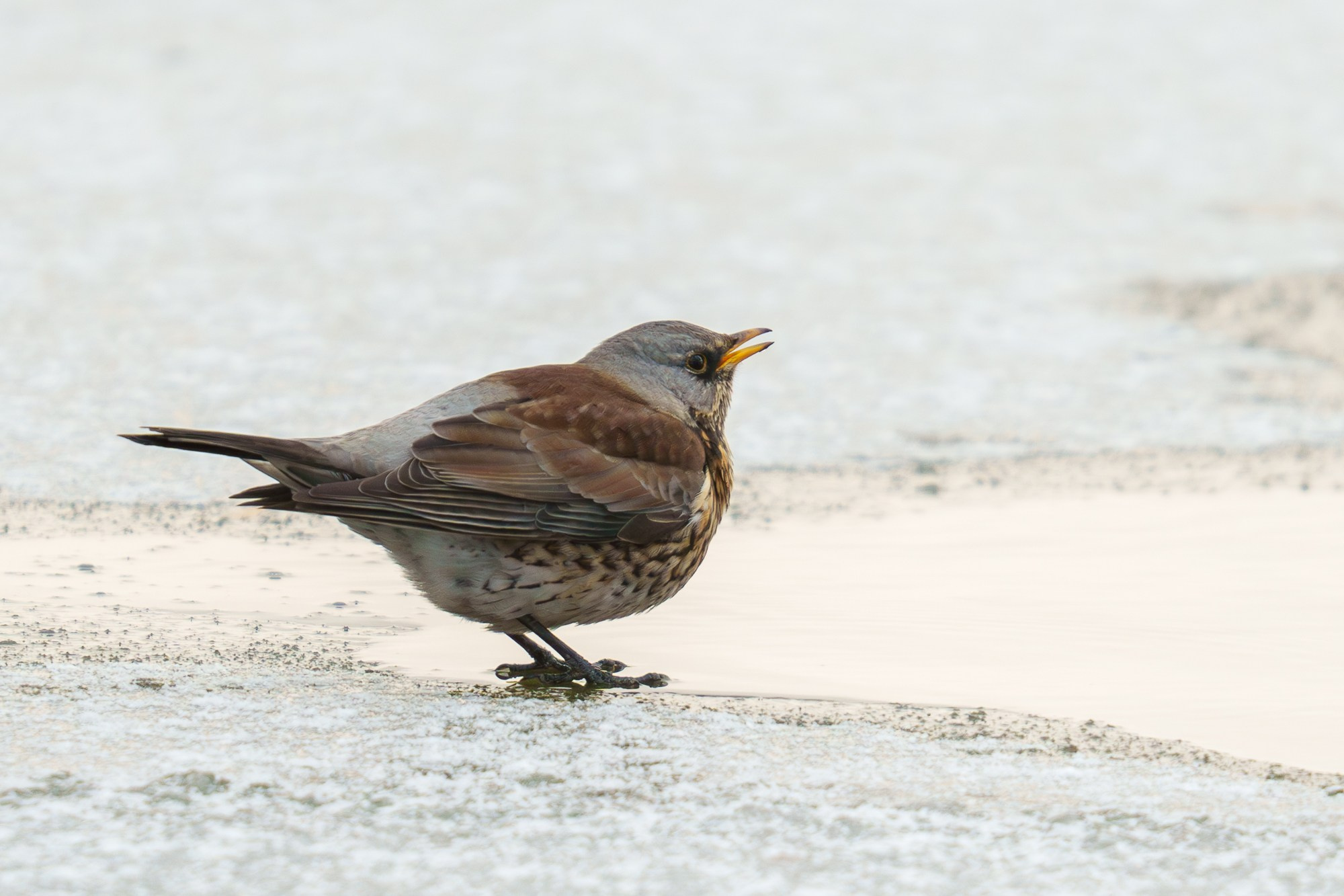 Удивительные мир птиц. Вокруг нас столько прекрасного — присмотритесь!. Ваш личный фотограф Марина Волкова