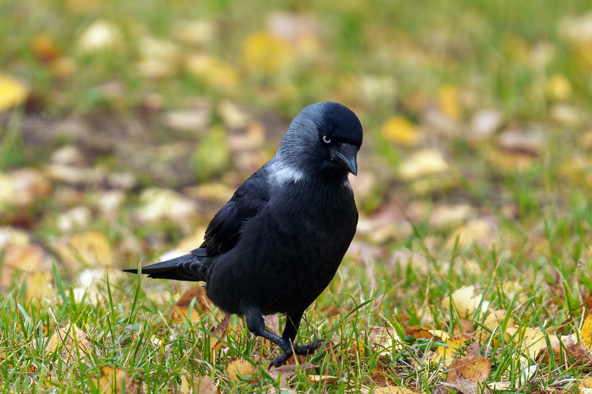 Удивительные мир птиц. Вокруг нас столько прекрасного — присмотритесь!. Ваш личный фотограф Марина Волкова