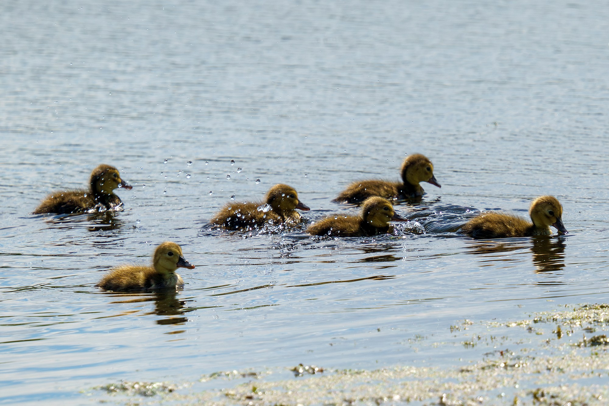 Удивительные мир птиц. Вокруг нас столько прекрасного — присмотритесь!. Ваш личный фотограф Марина Волкова