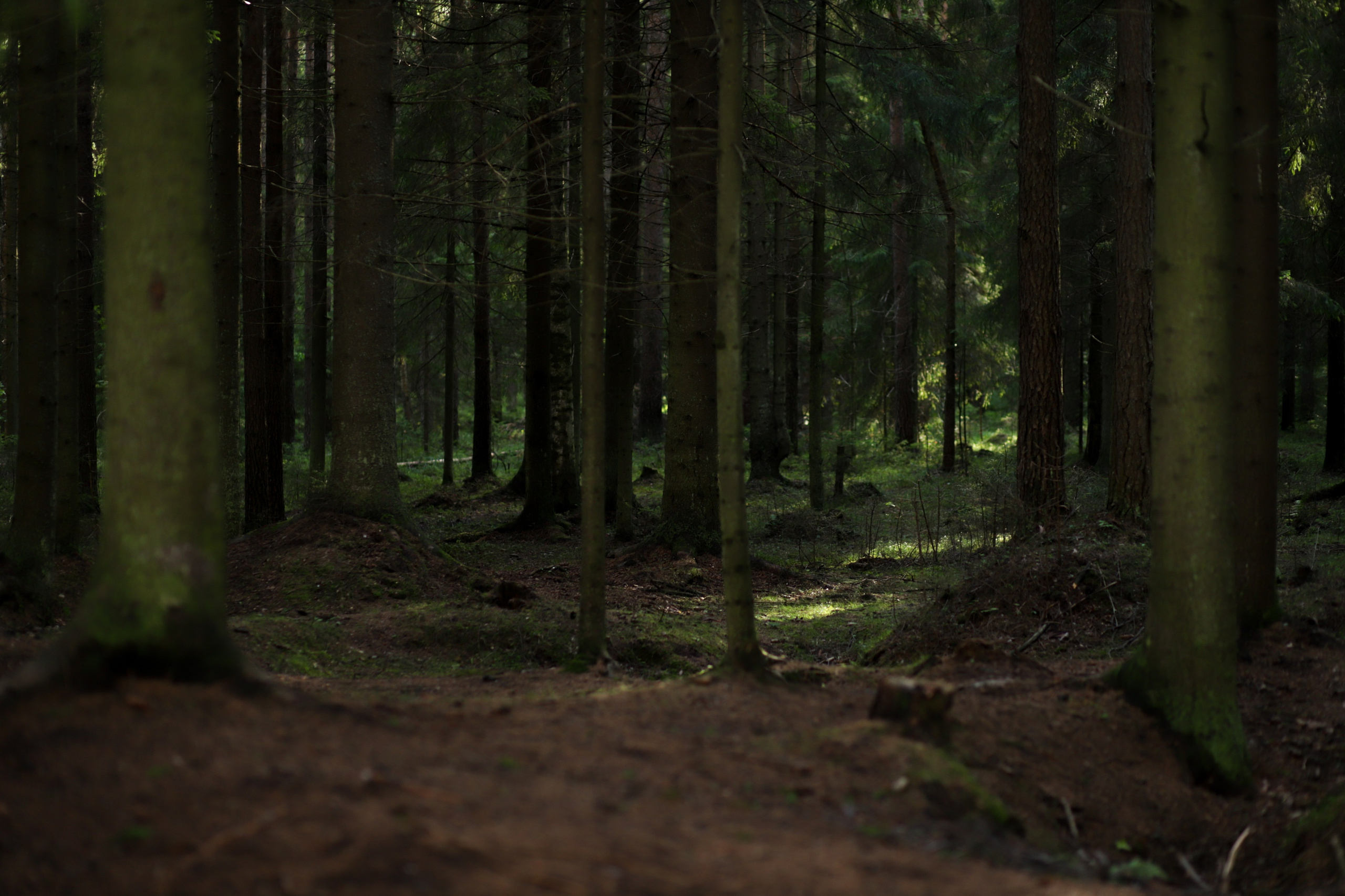 Ферма. Фотограф Москва и Санкт-Петербург