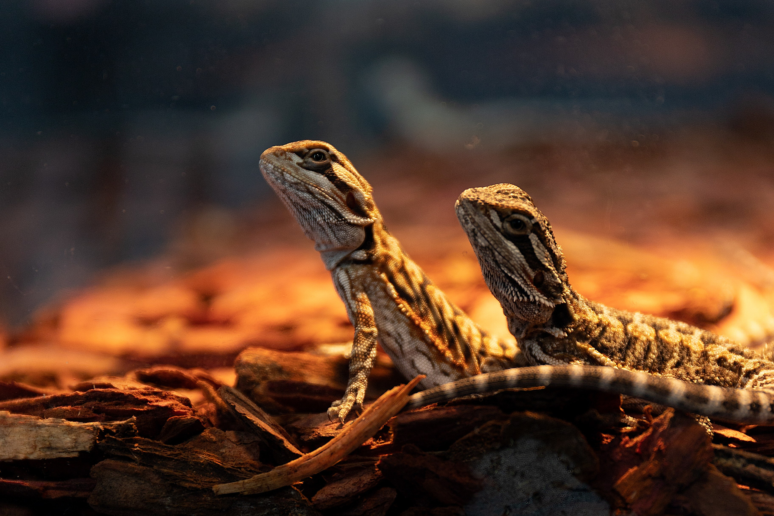 Анималистика