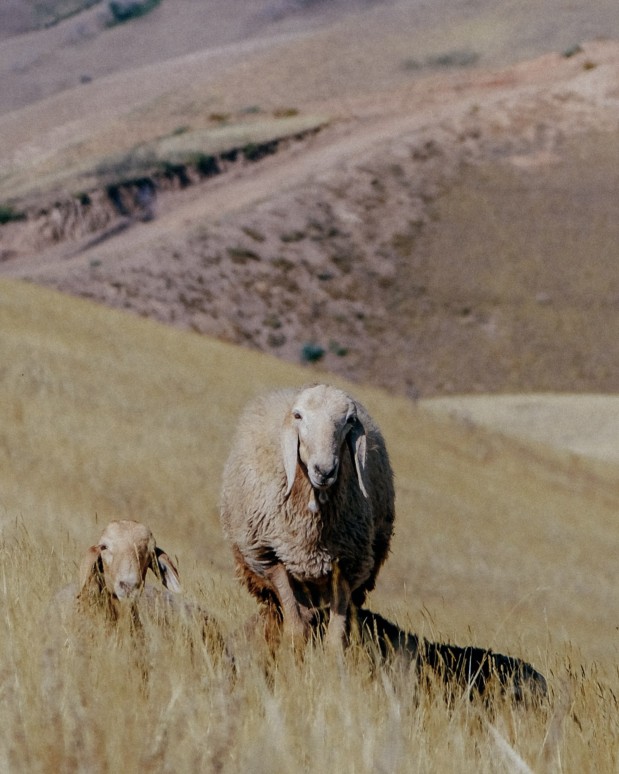 Кыргызстан. Фотограф Дмитрий Олрайт | Калуга, Россия