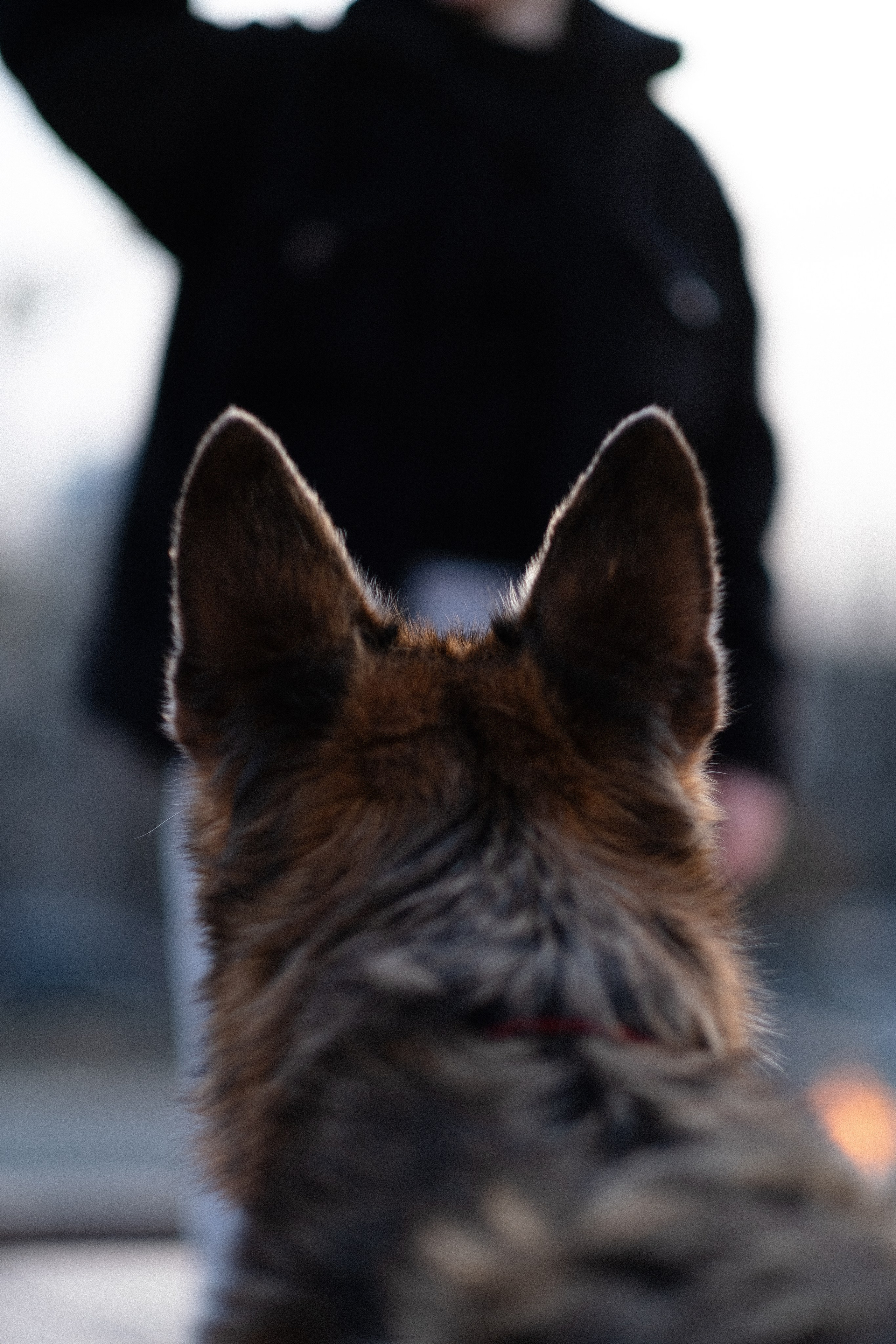 Оля и Джерри. Фотограф и видеограф анималист Аганина Дарья