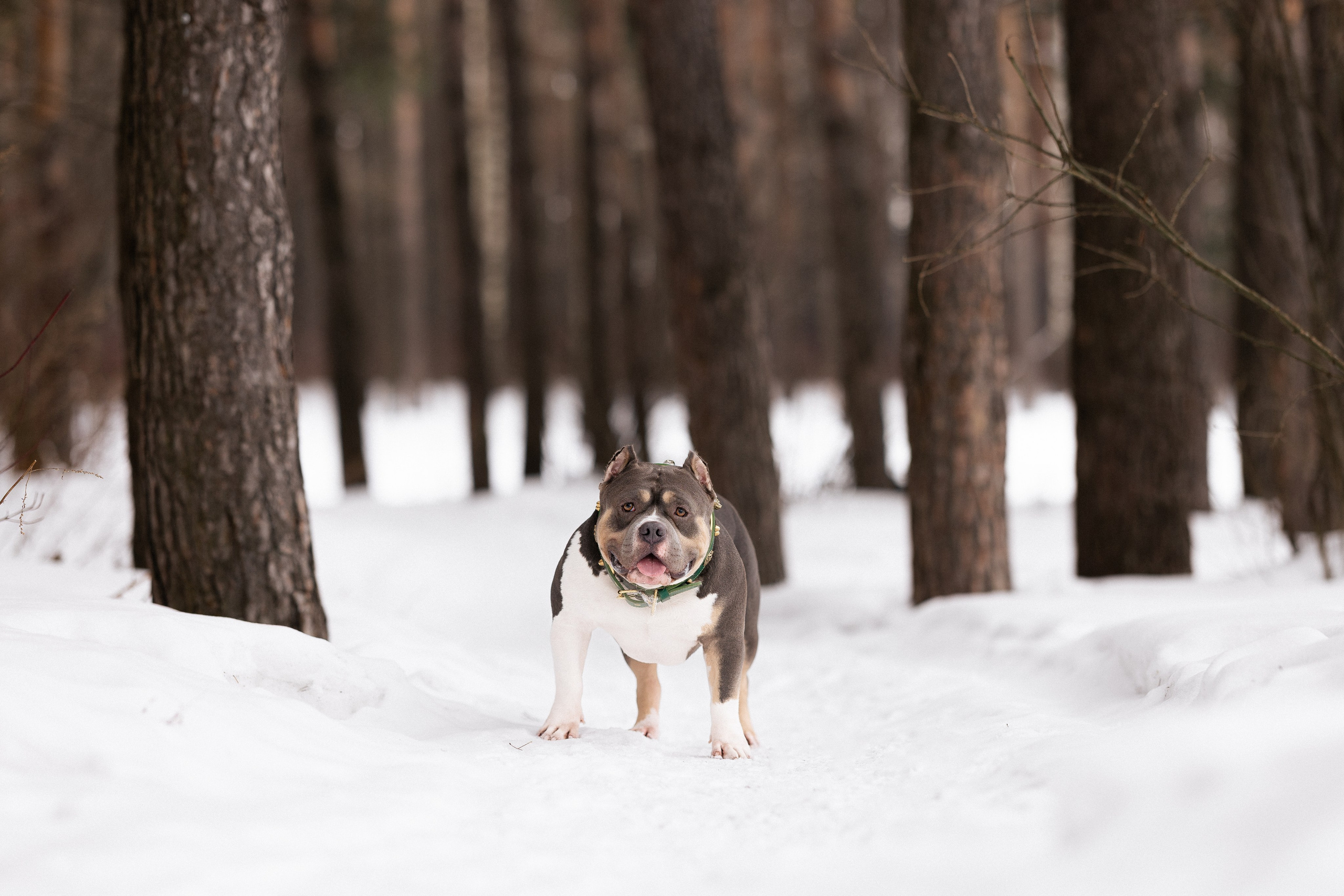 Лера и Наган. Фотограф и видеограф анималист Аганина Дарья