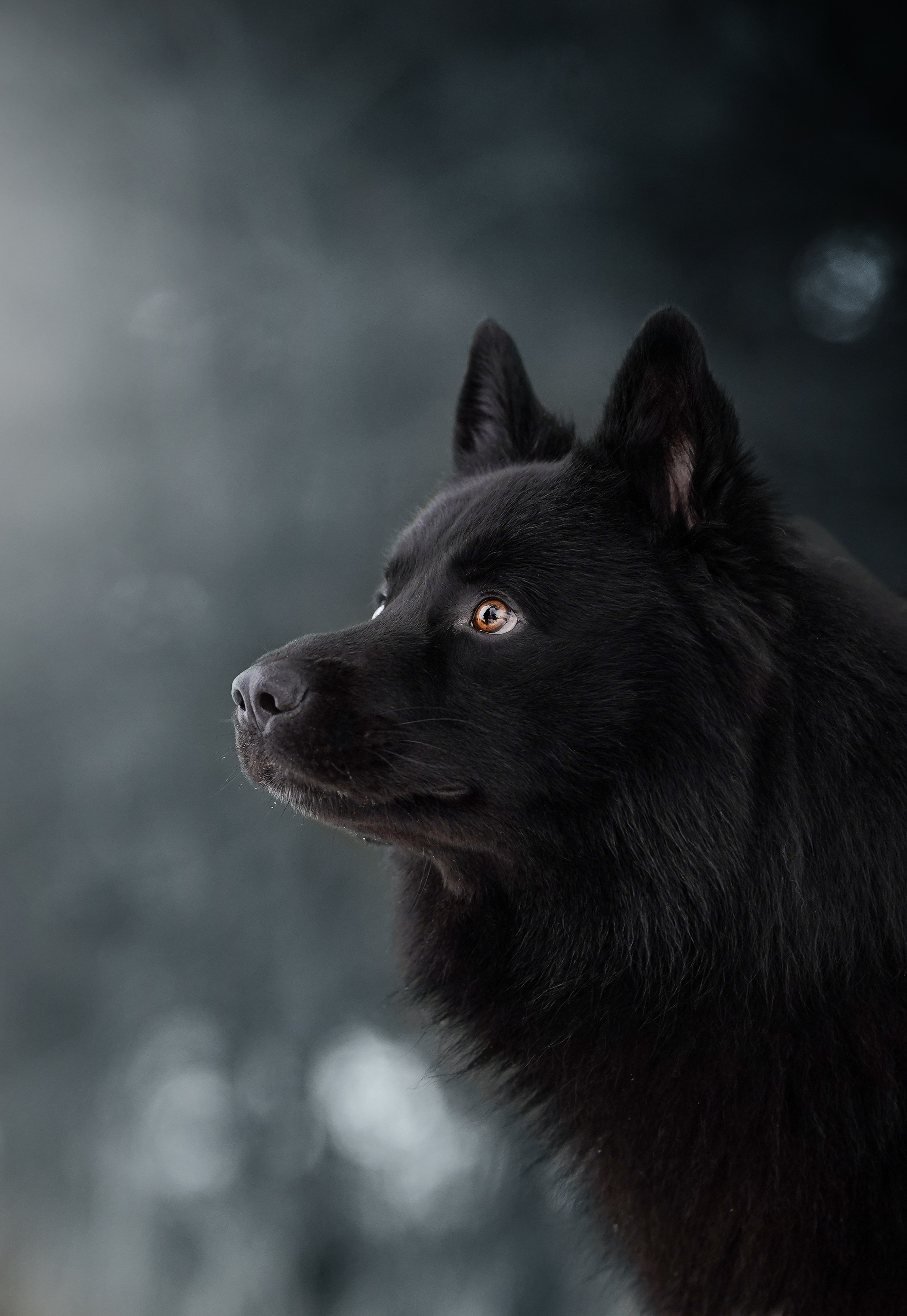 Лора Джанго и Хэппи. Фотограф-анималист в Санкт-Петербурге Яна Мартынова