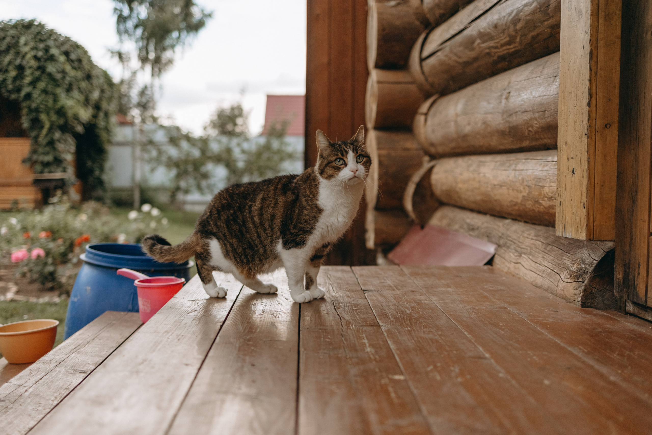 Дом у реки. Фотограф — Анималист | Санкт-Петербург