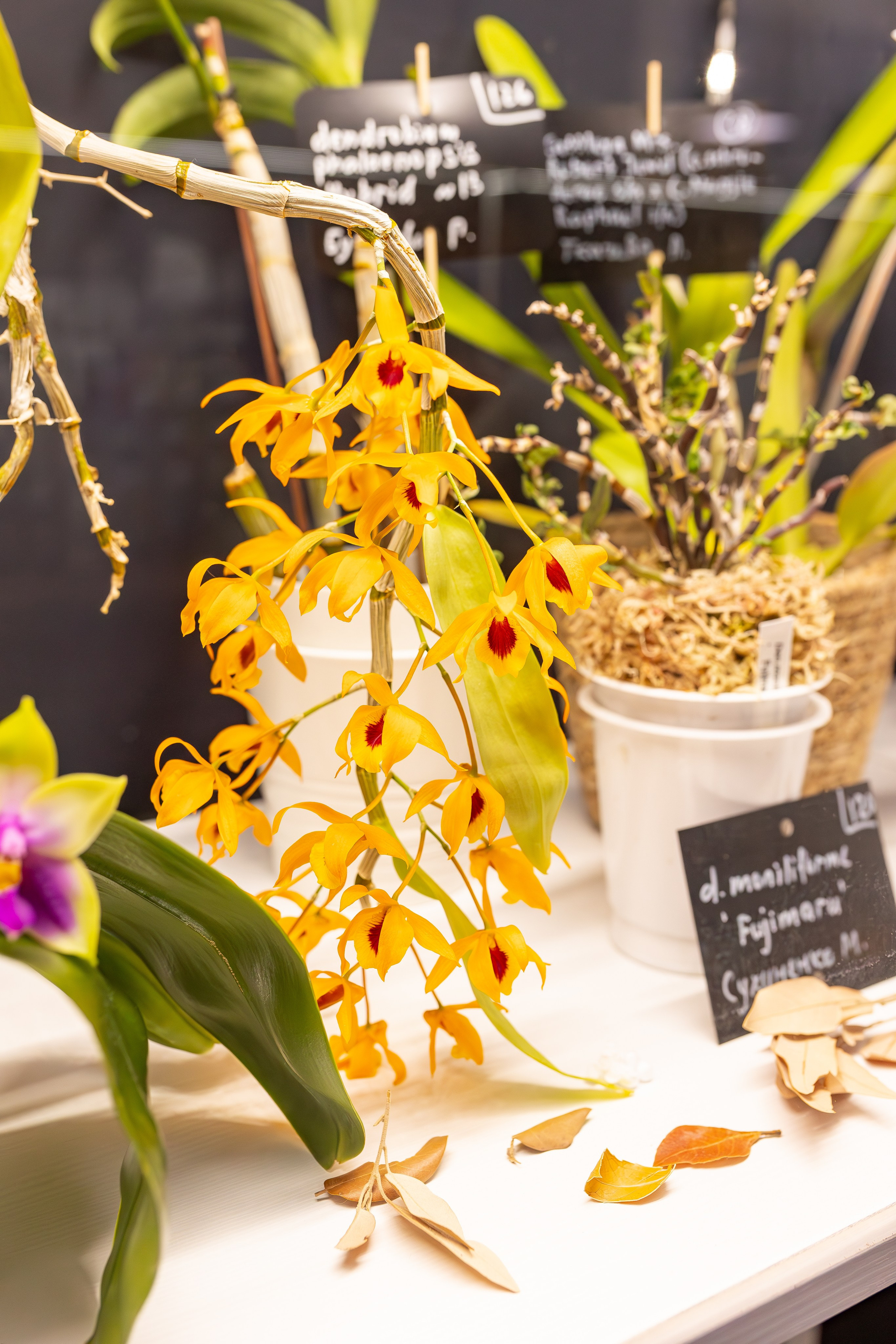 Орхидиум сентябрь 2025. Александра Куликова фотограф, Москва