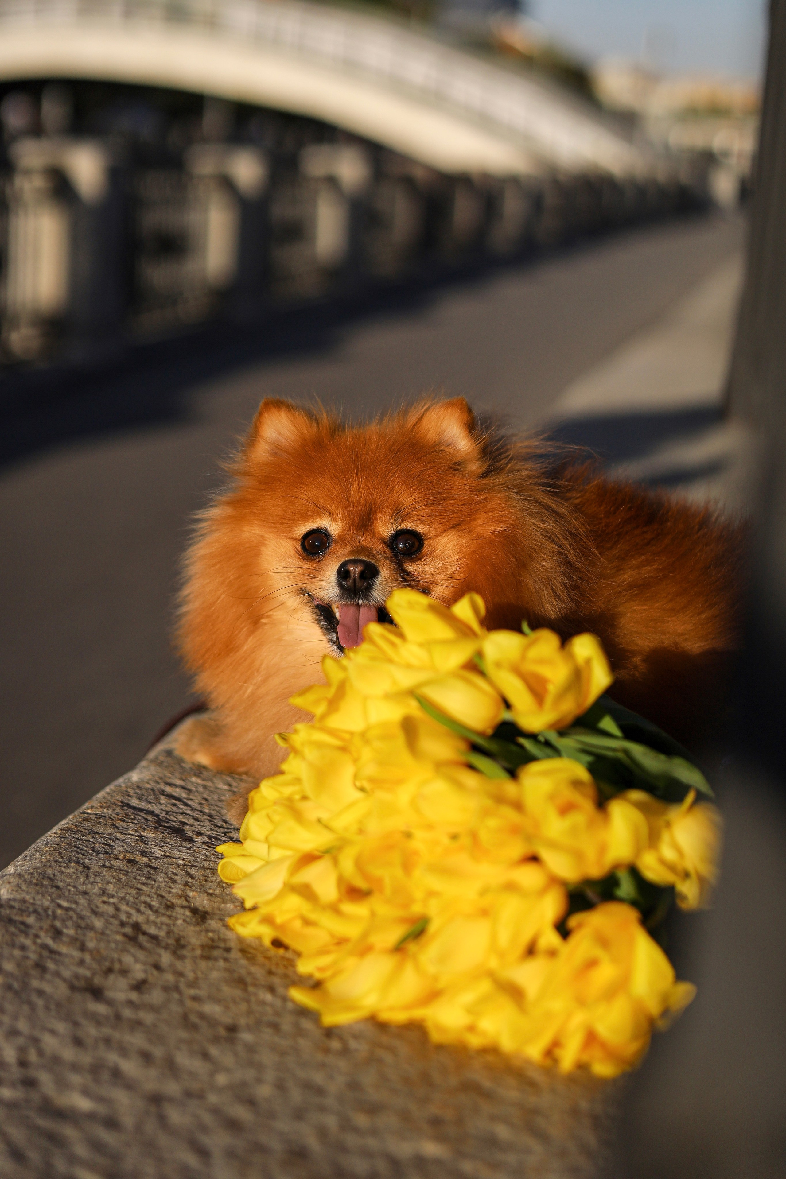 Мика и Лена. Фотограф-анималист Ксения Шевцова|Москва