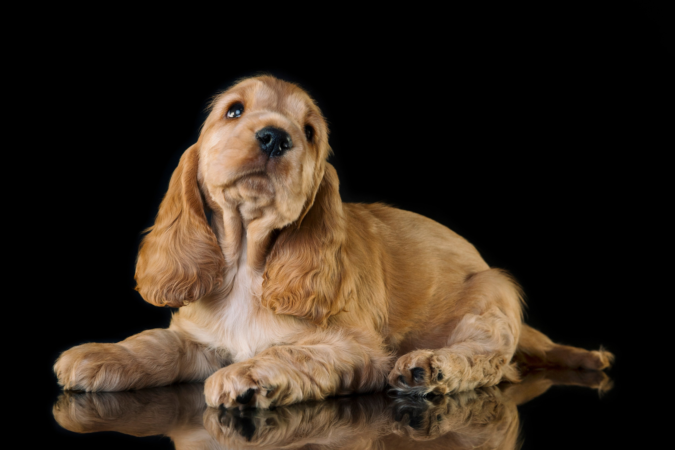 Щенки спаниеля. Фотограф анималист в Санкт-Петербурге Таша Крейв