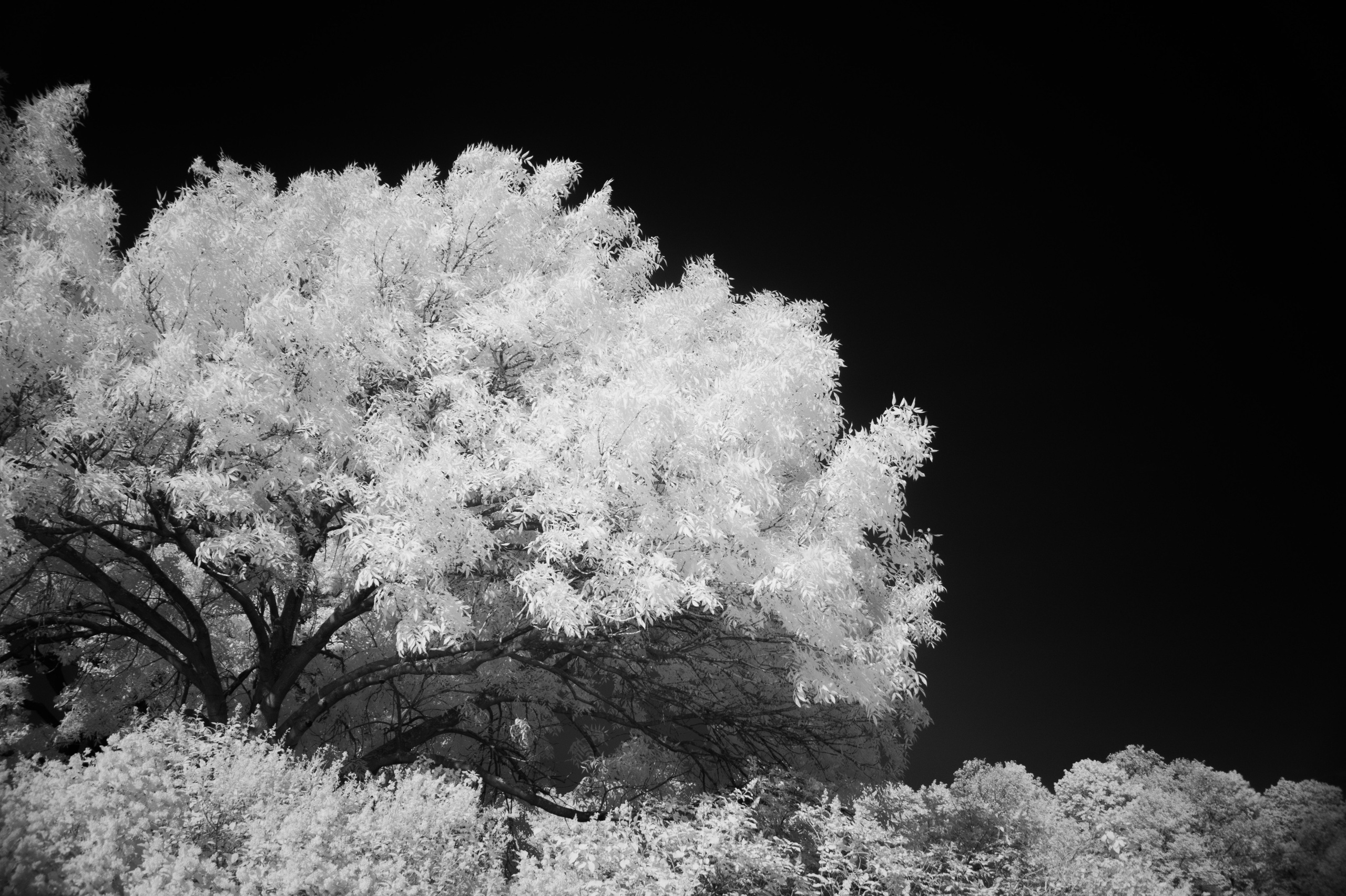 Infrared mono. AThumbnails