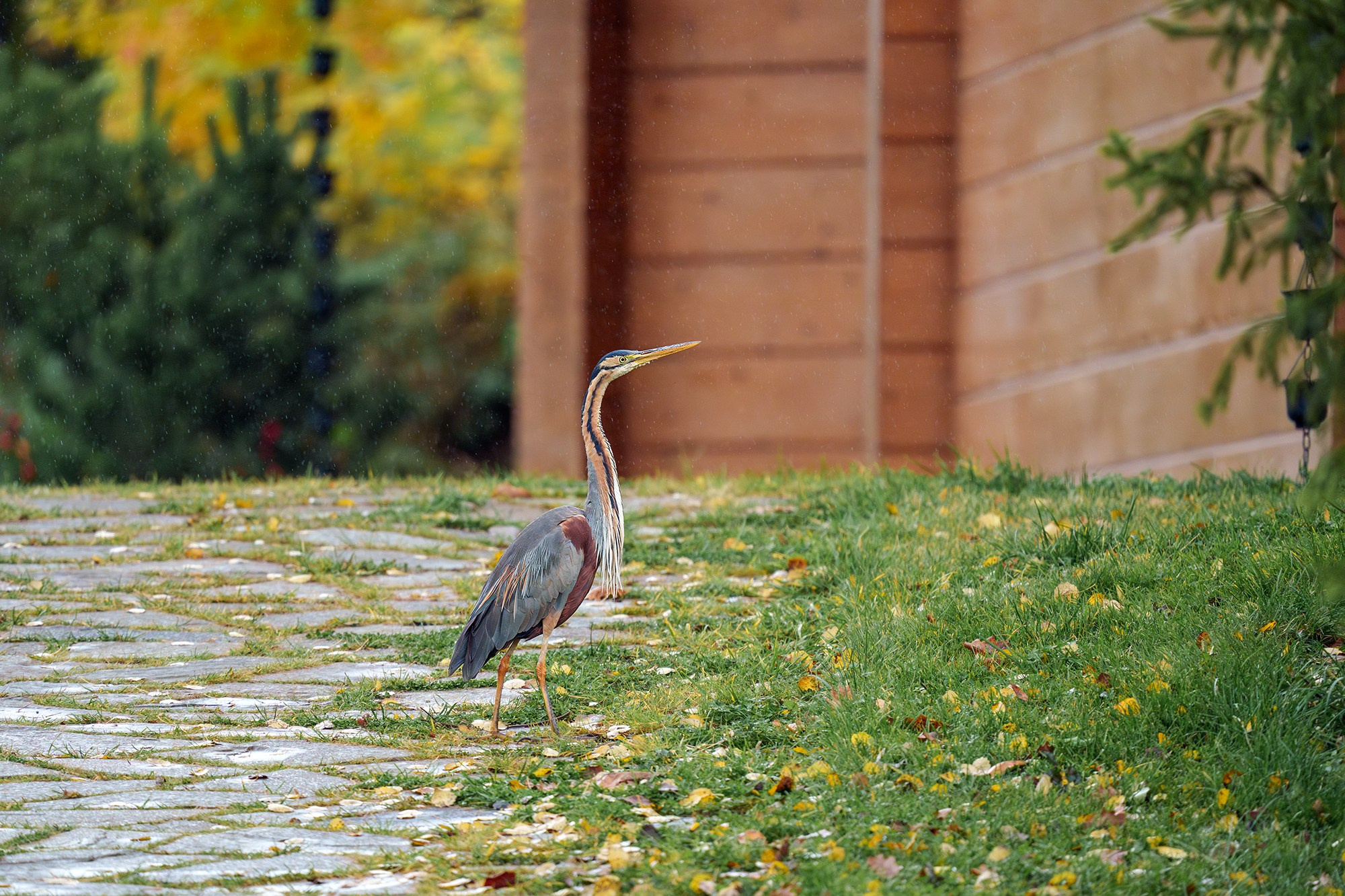 Удивительные мир птиц. Вокруг нас столько прекрасного — присмотритесь!. Ваш личный фотограф Марина Волкова