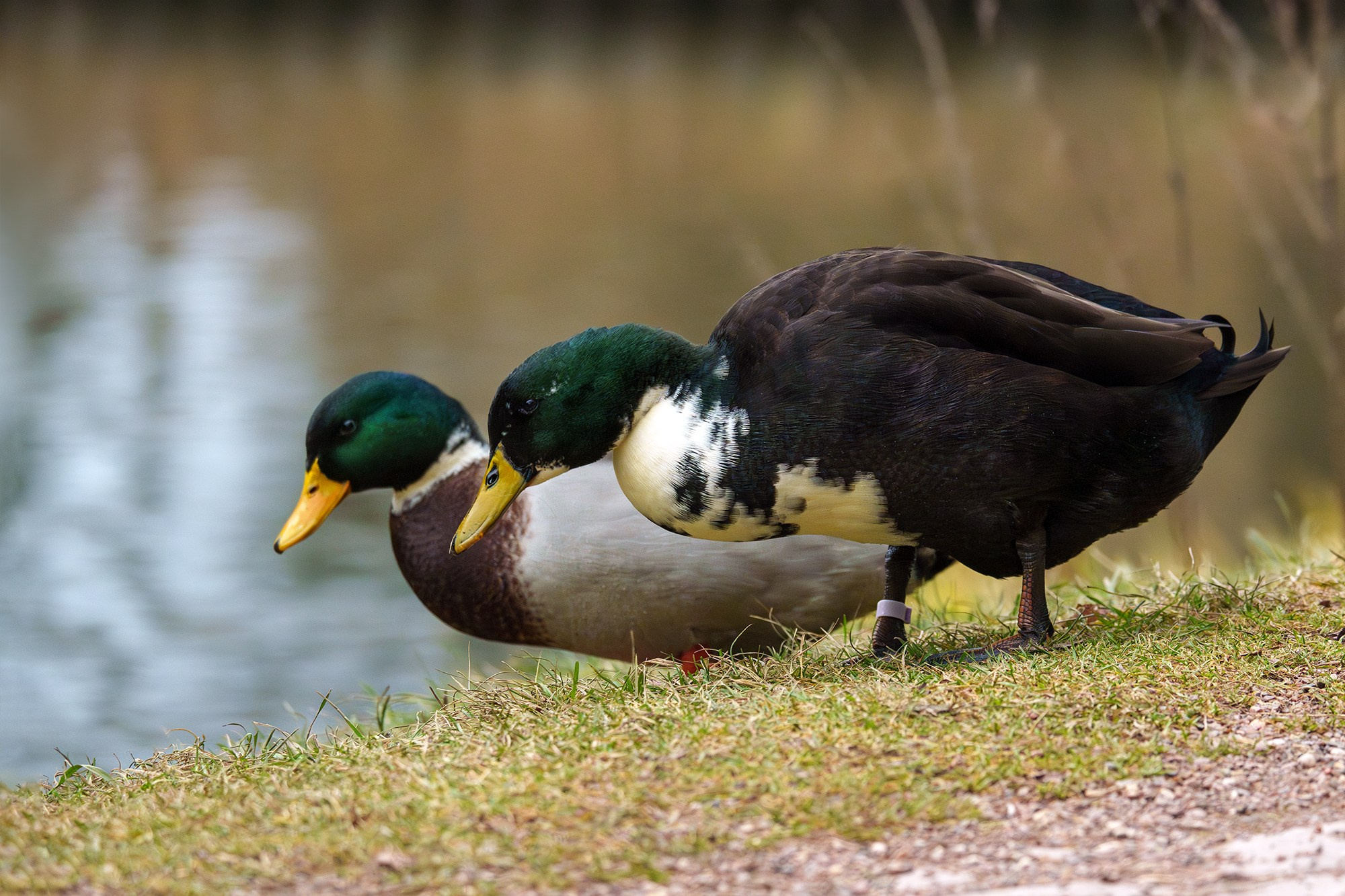 Удивительные мир птиц. Вокруг нас столько прекрасного — присмотритесь!. Ваш личный фотограф Марина Волкова