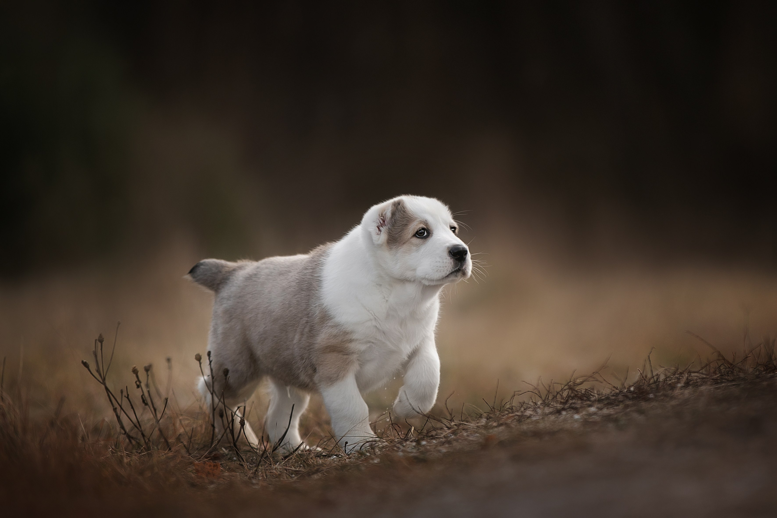 Портретная съемка. Фотограф-анималист в Санкт-Петербурге — Юлия Чайкина